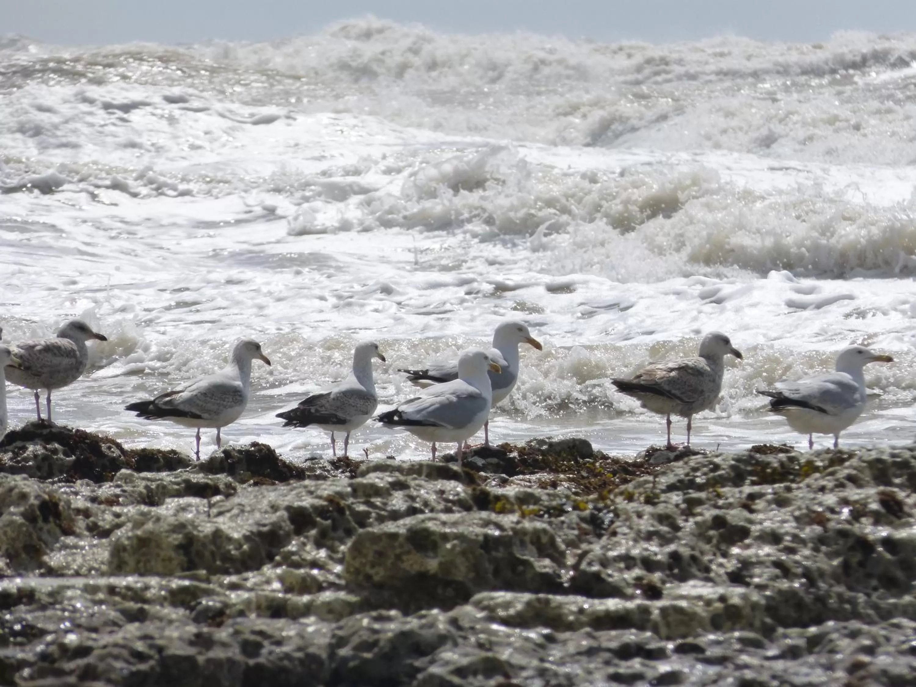 Animals, Other Animals in The Iverna