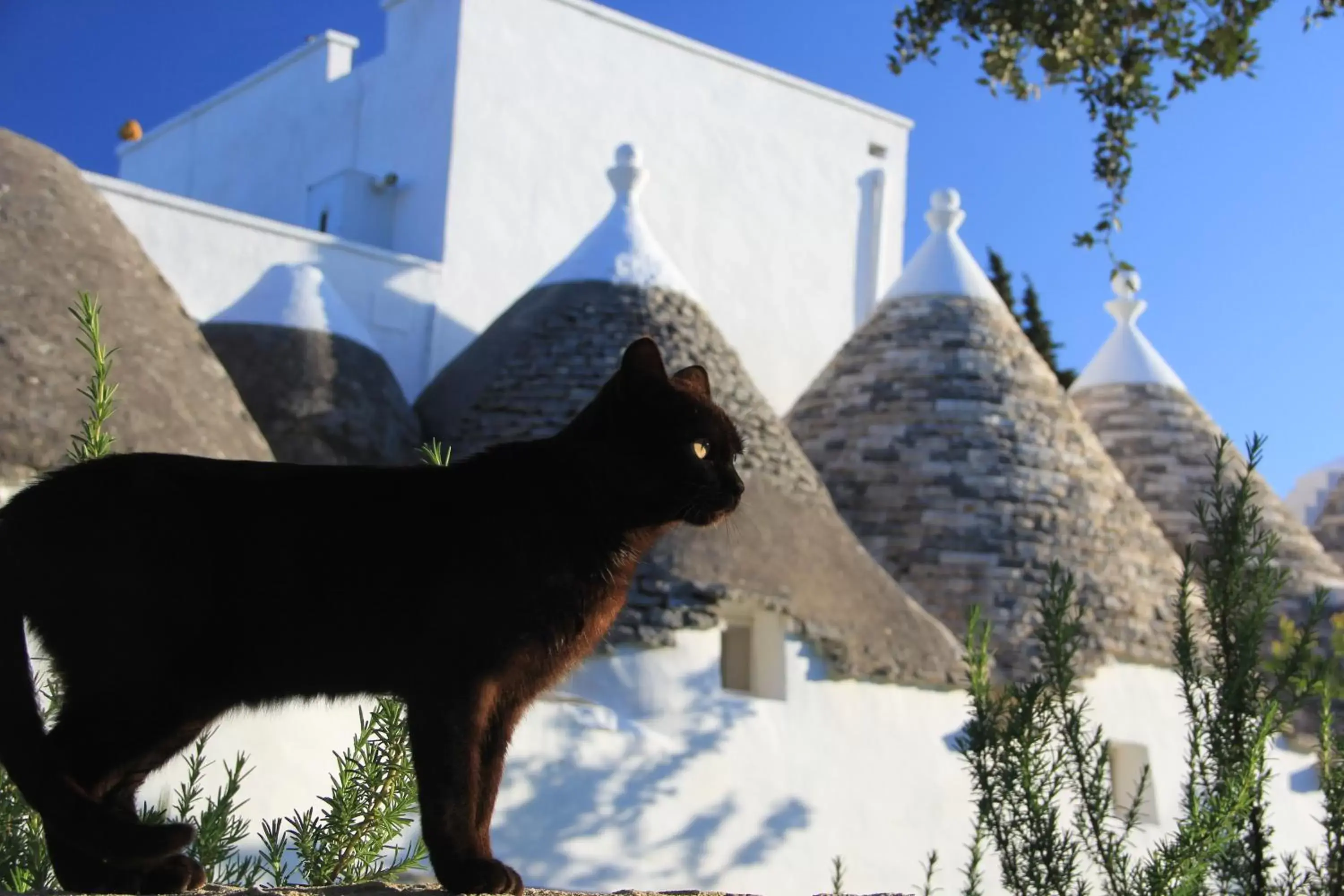 Pets in Masseria Trulli sull'Aia