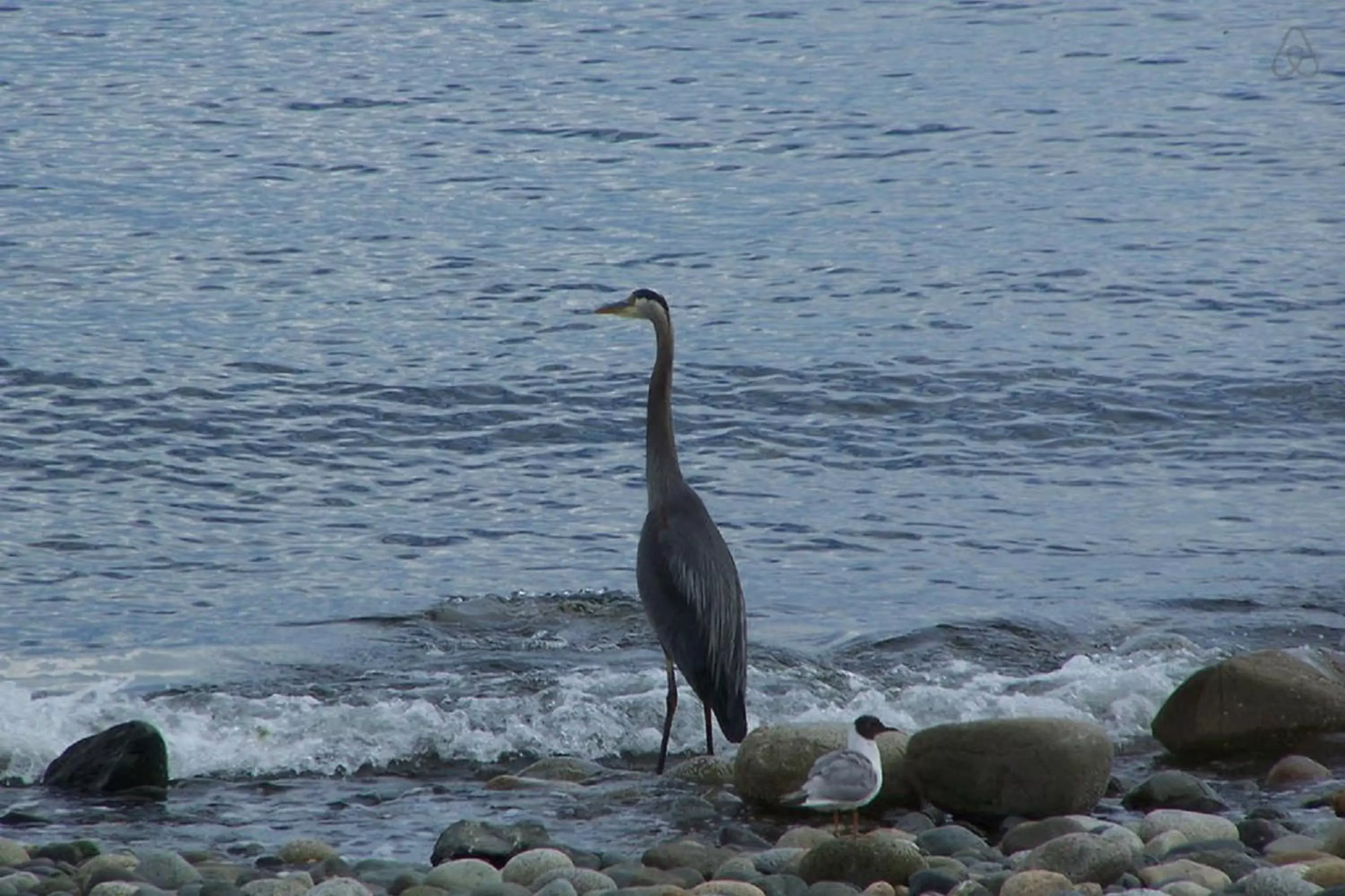 Natural landscape, Other Animals in Qualicum Breeze Beach Resort