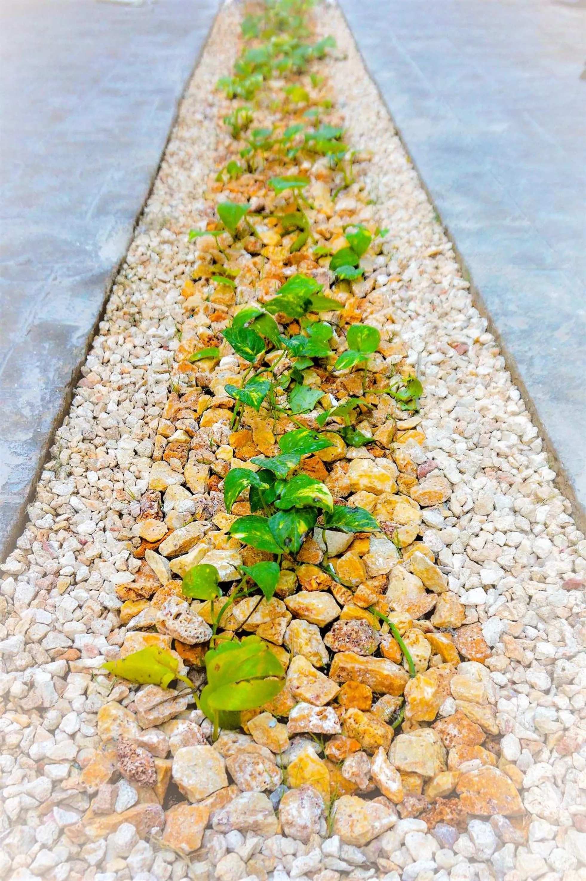 Garden, Beach in Les Suites Calle 2 by Galian