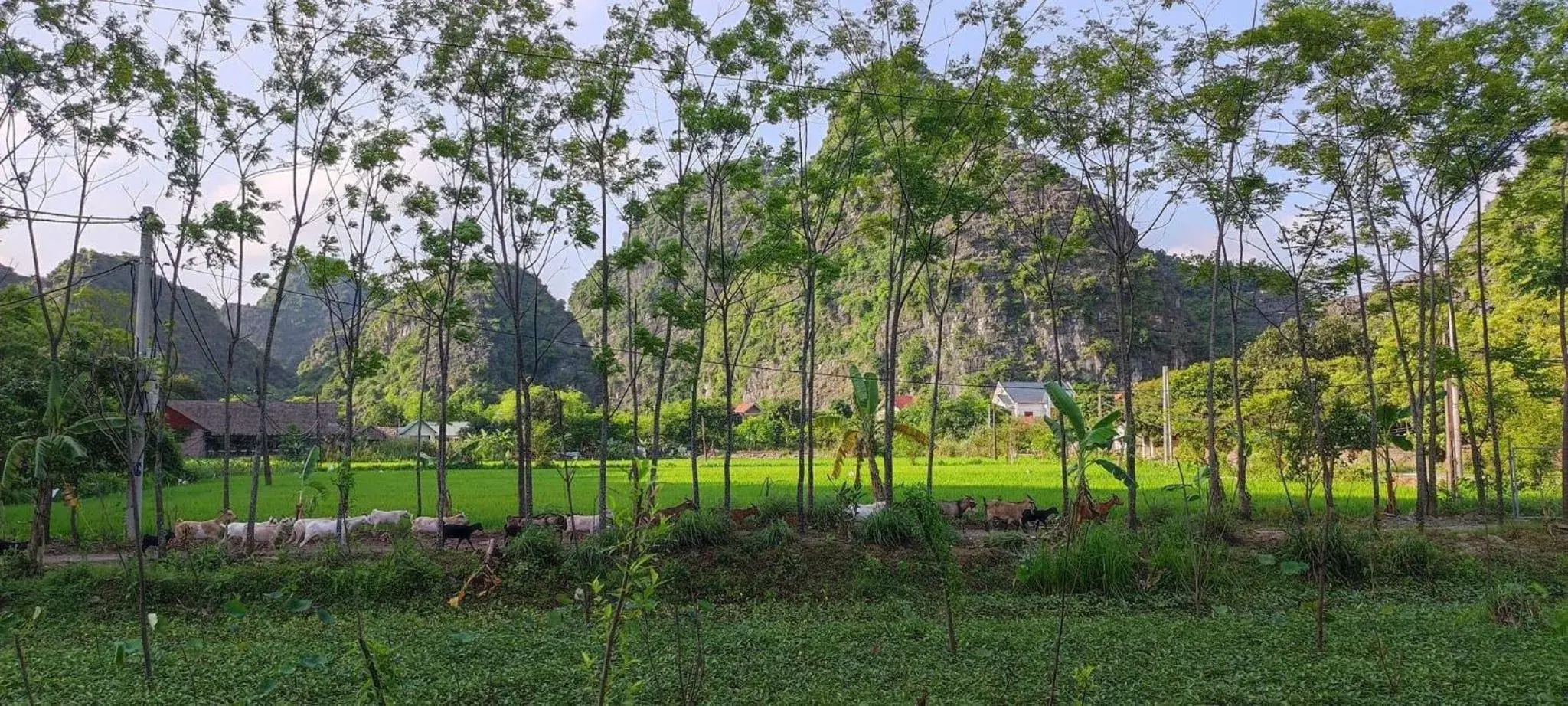 Garden in Trang An Retreat