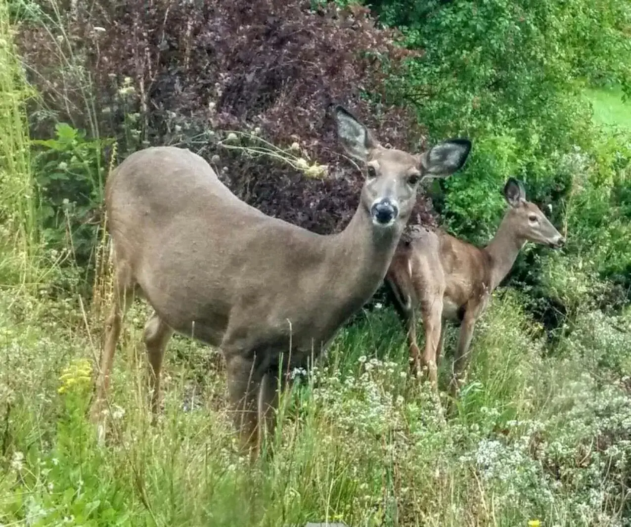 Other Animals in Braeside Country Inn