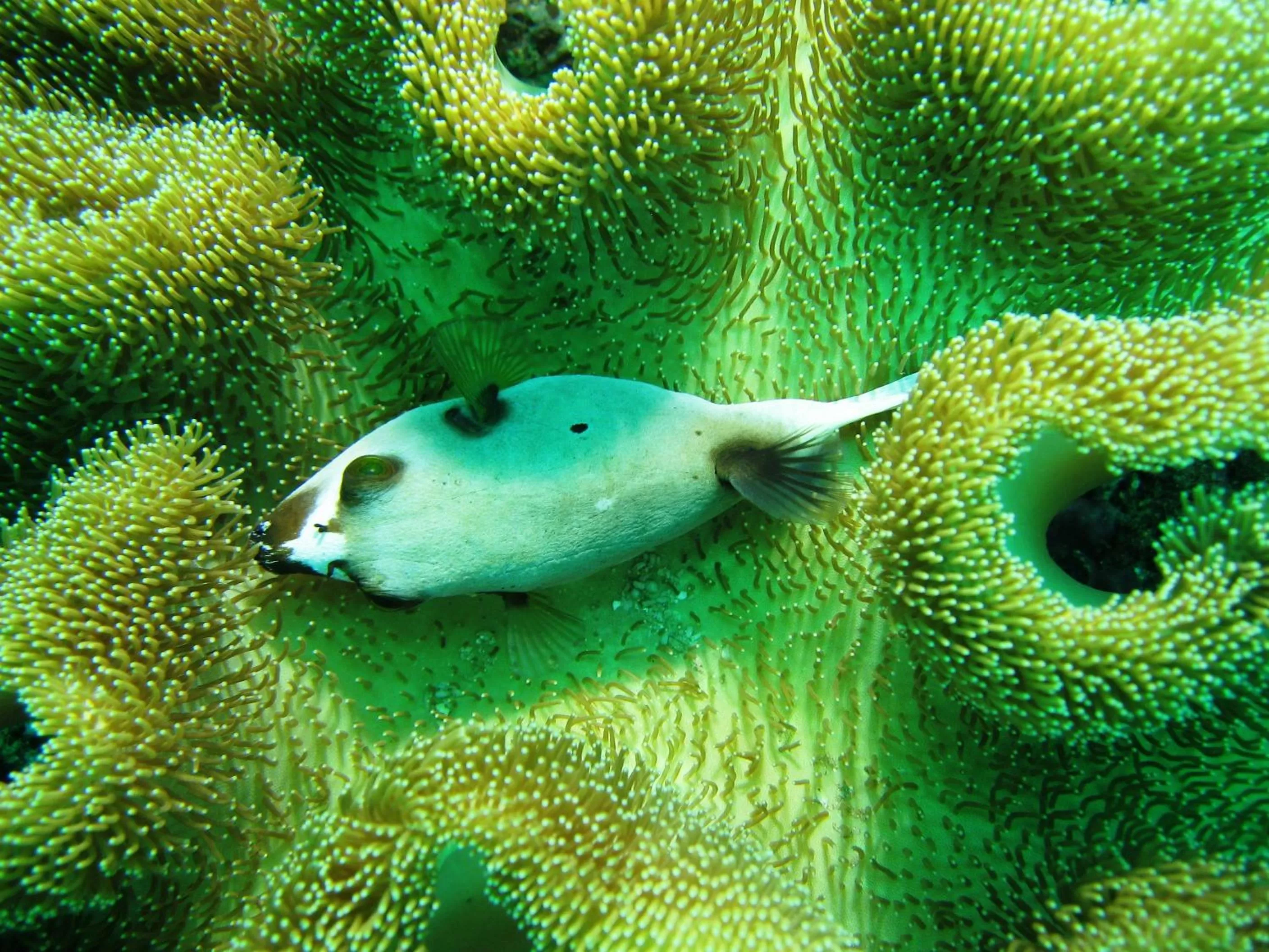 Off site in Puri Bagus Lovina