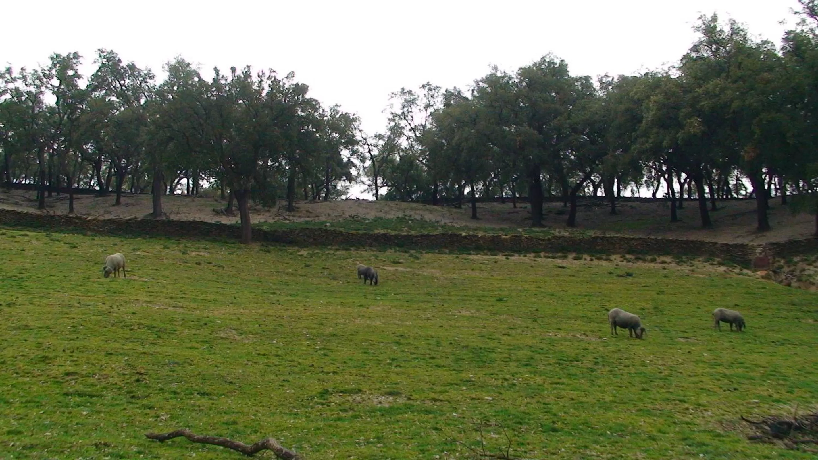 Natural landscape in Hotel Apartamento Rural Finca La Media Legua