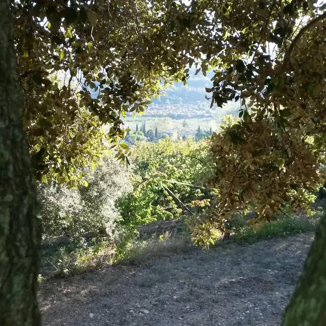Natural landscape, Garden in Chambres d'Hôtes Aux Tournesols