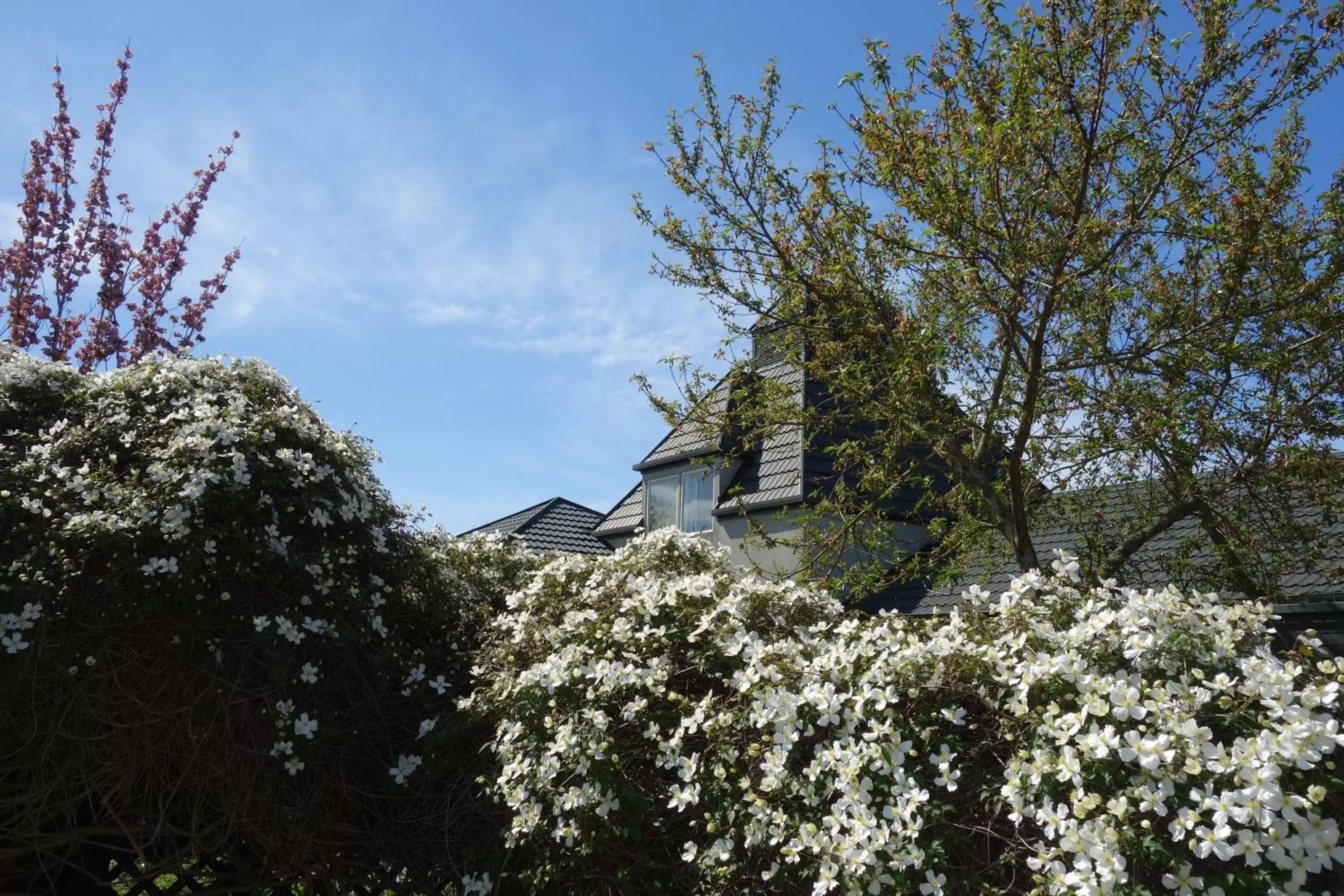 Garden, Property Building in Northwood Motor Lodge