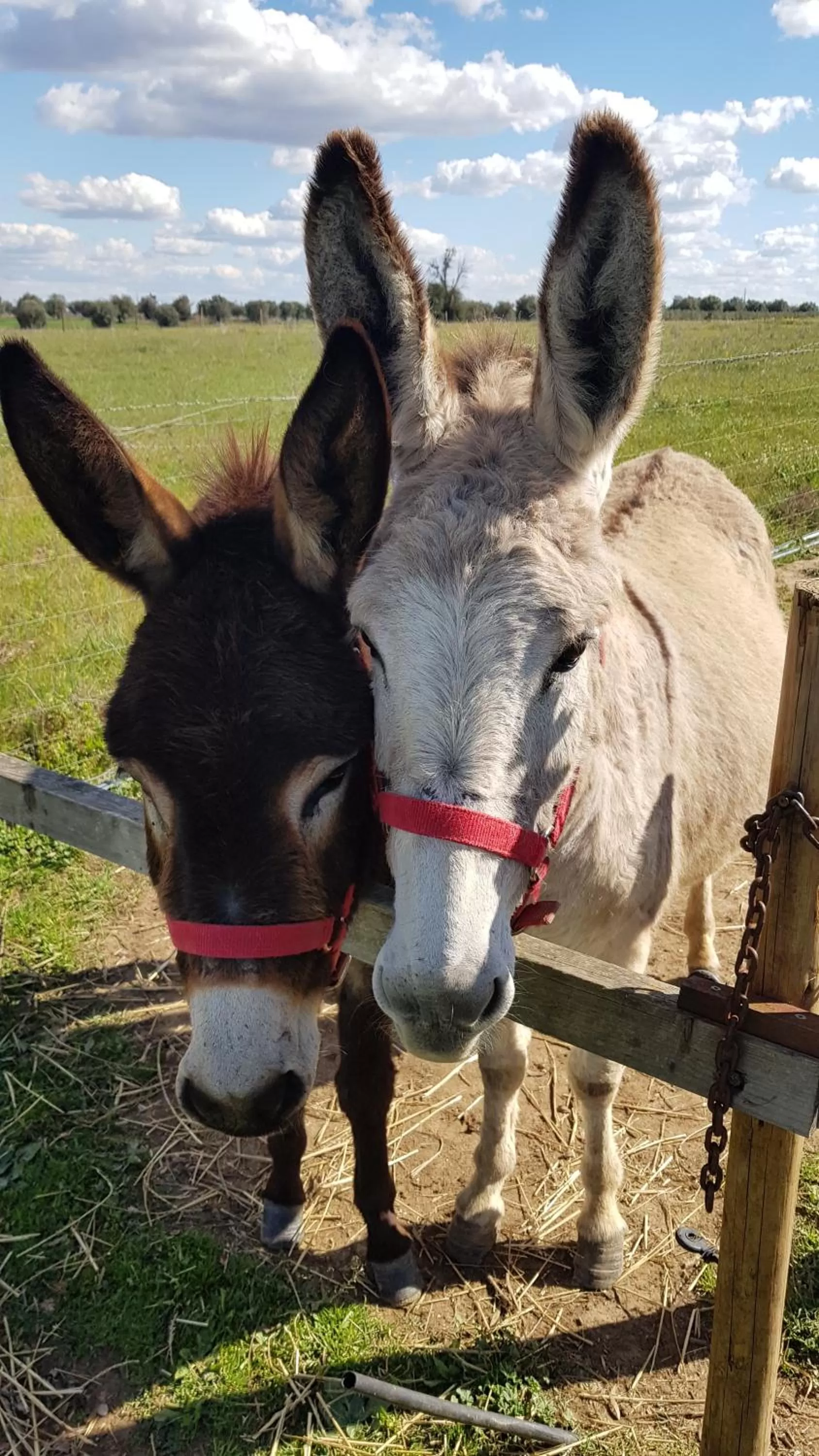 Trendy and Luxe B&B and Garden Suite