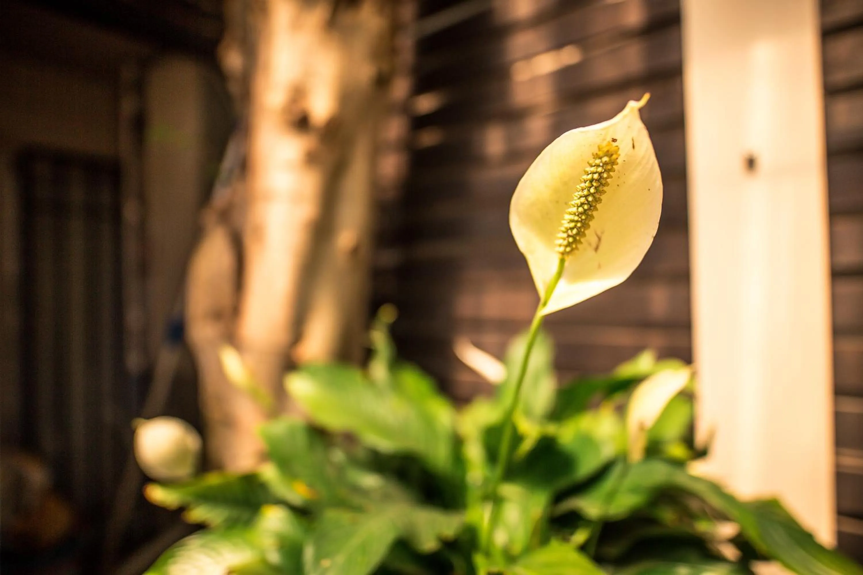 Garden in Point B Guest House -Sustainable Solar Energy