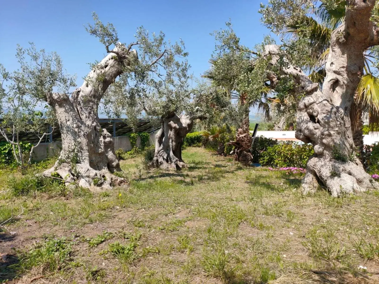 Spring, Garden in Villa Vittoria