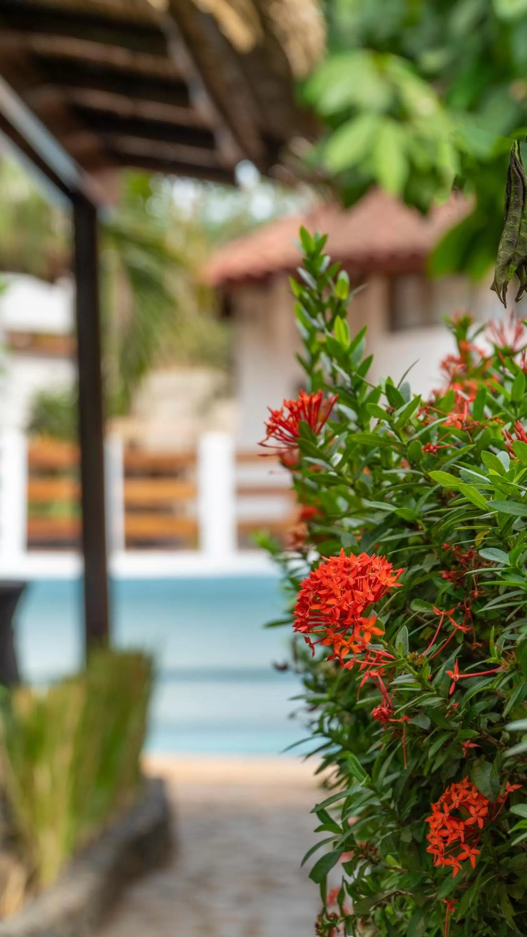 Garden in Hotel Luna Llena