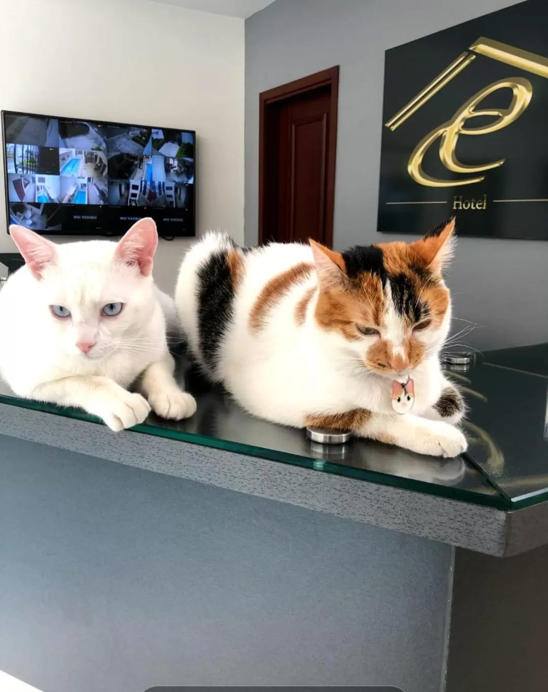 Pets in Casa Esmeralda Hotel Boutique