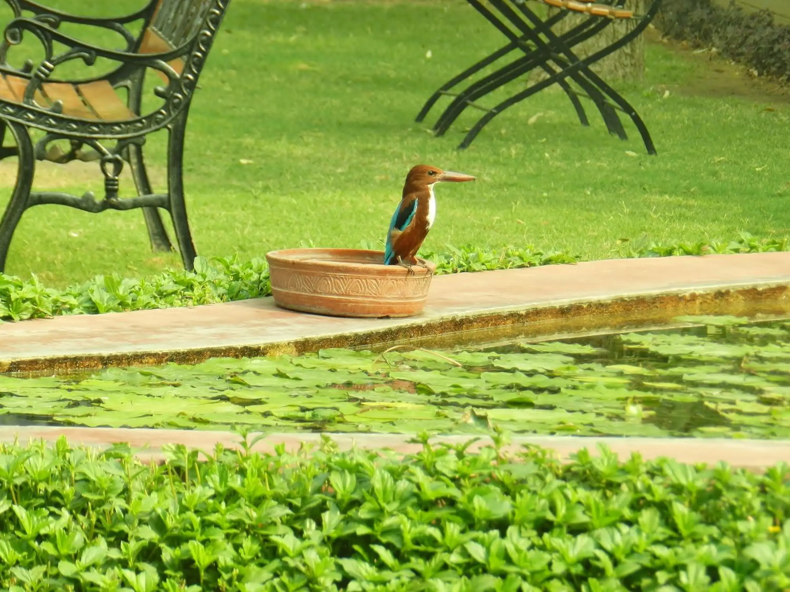 Garden, Other Animals in Jai Niwas Garden Hotel