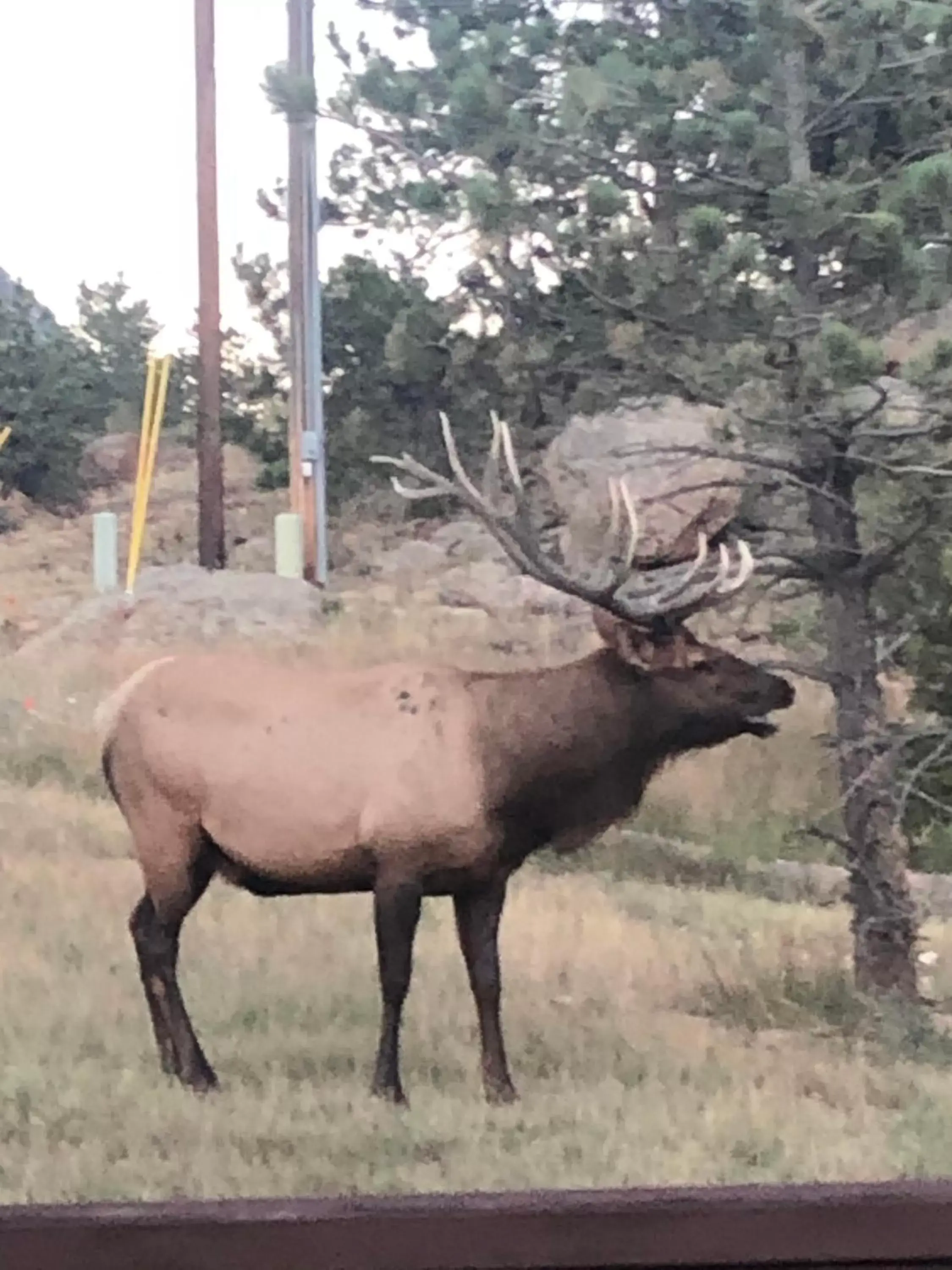 Other Animals in Estes Lake Lodge