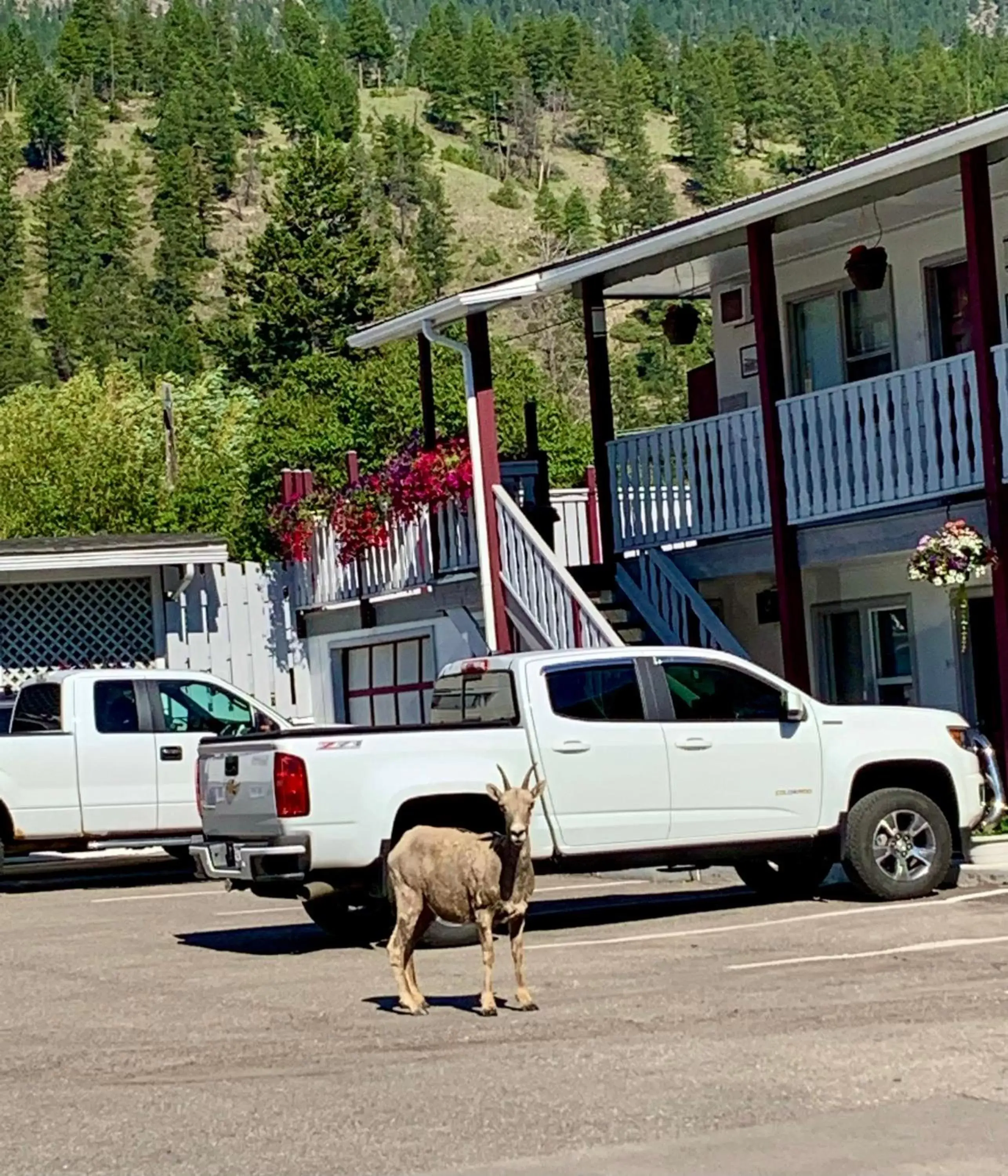 Mountain Springs Motel