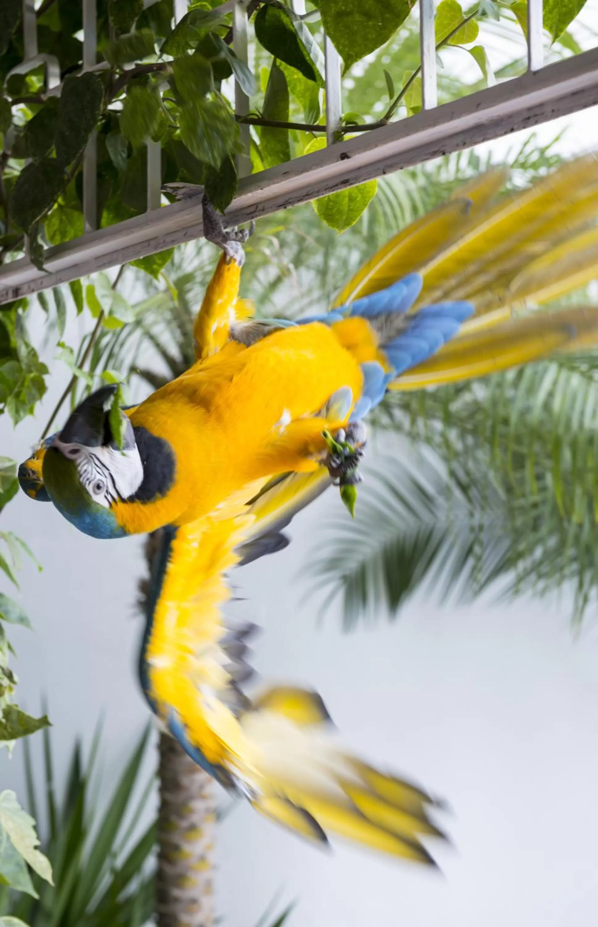 Other, Other Animals in Prestige Property - Da Costa