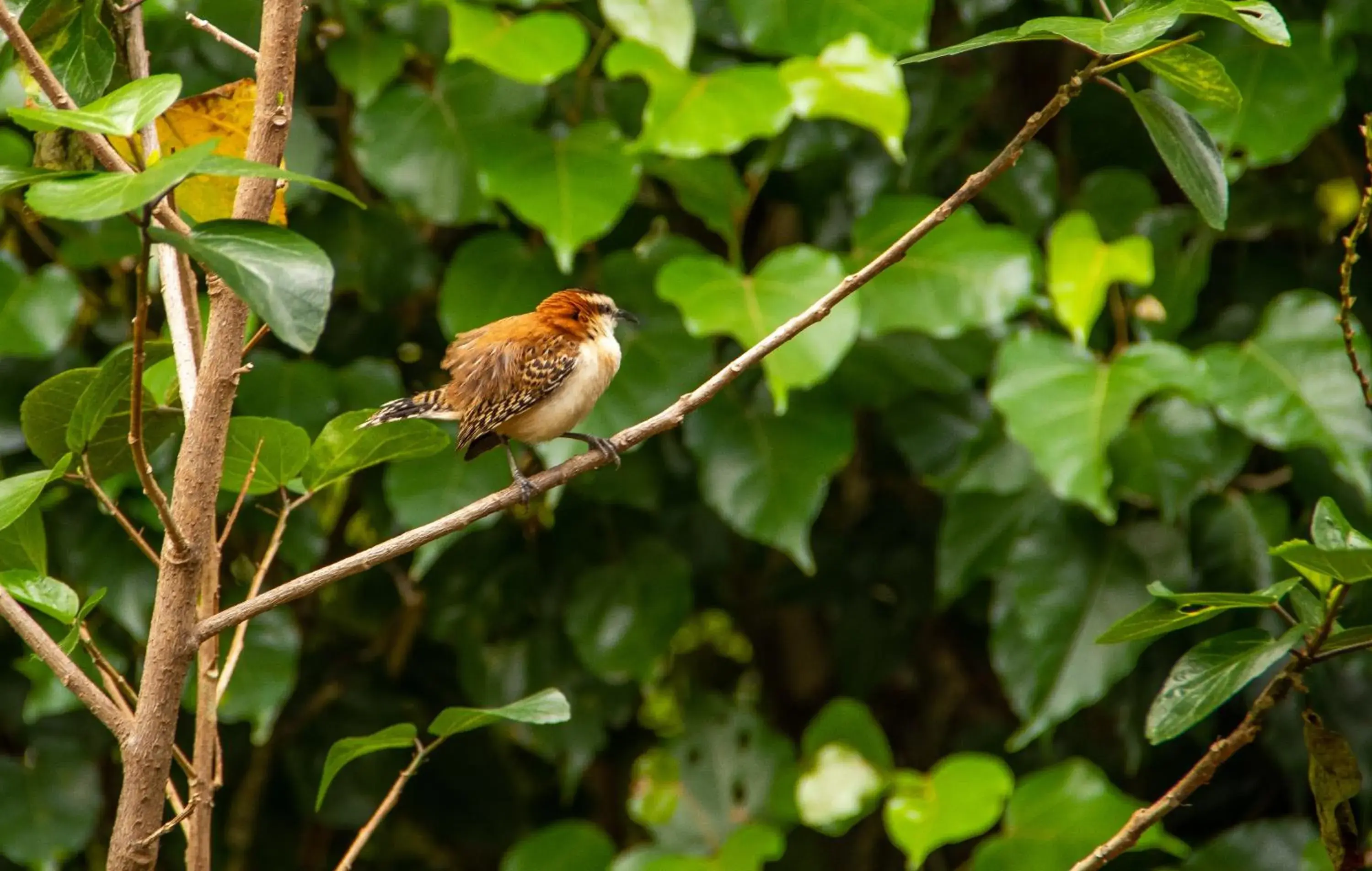 Animals, Other Animals in Hotel La Rosa de America