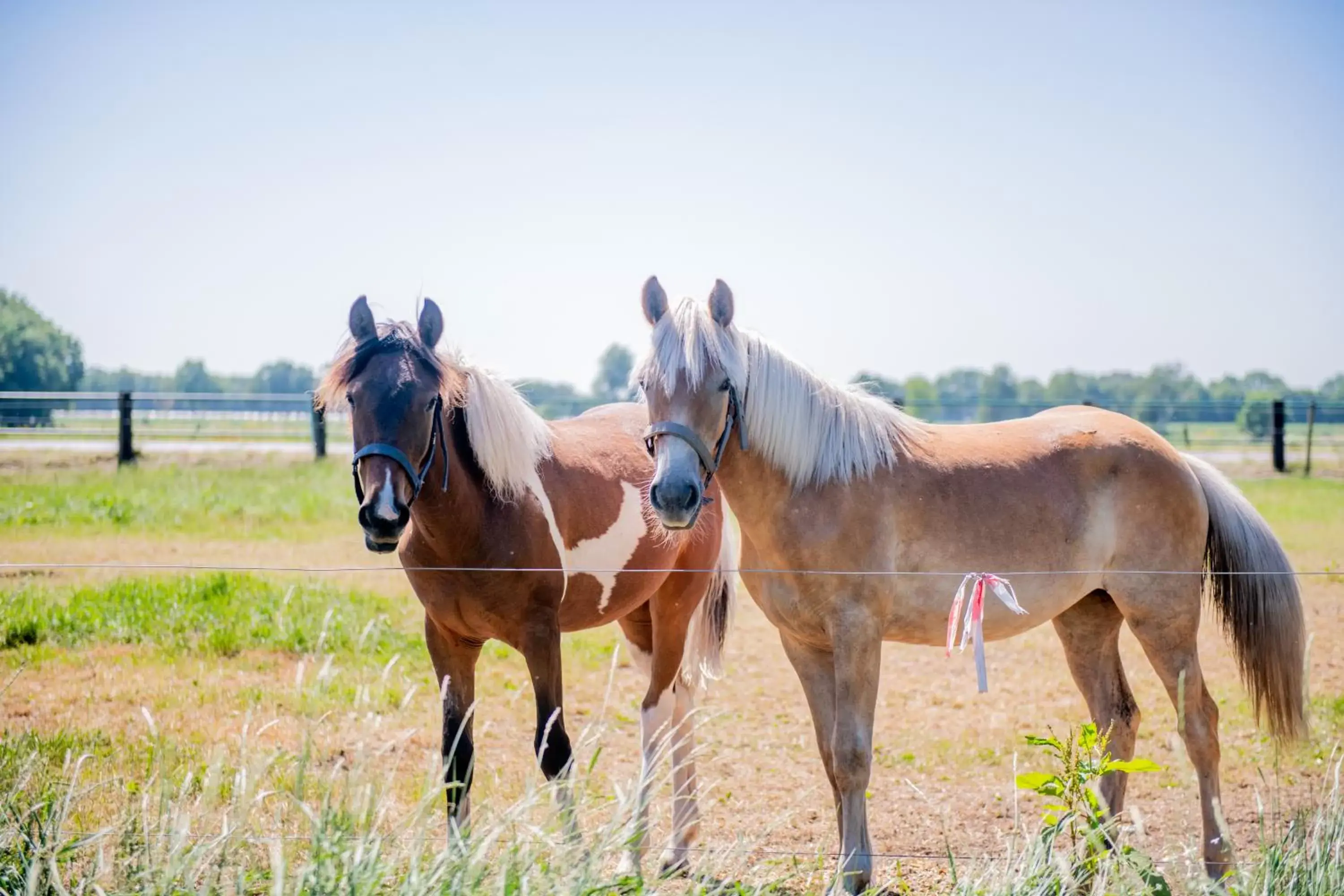 Horseback Riding in Natuurpoort van Loon