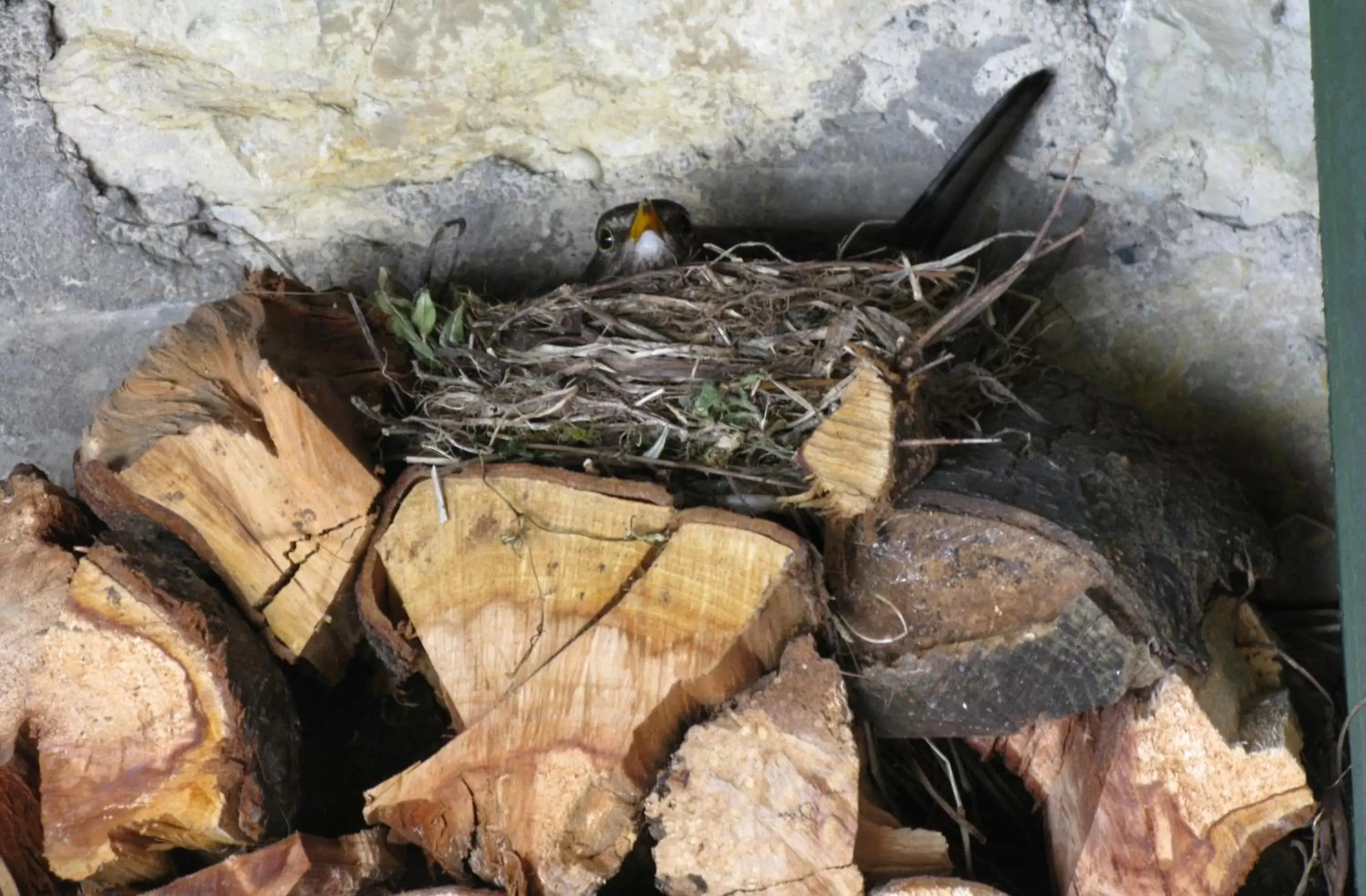 Spring, Other Animals in The School House