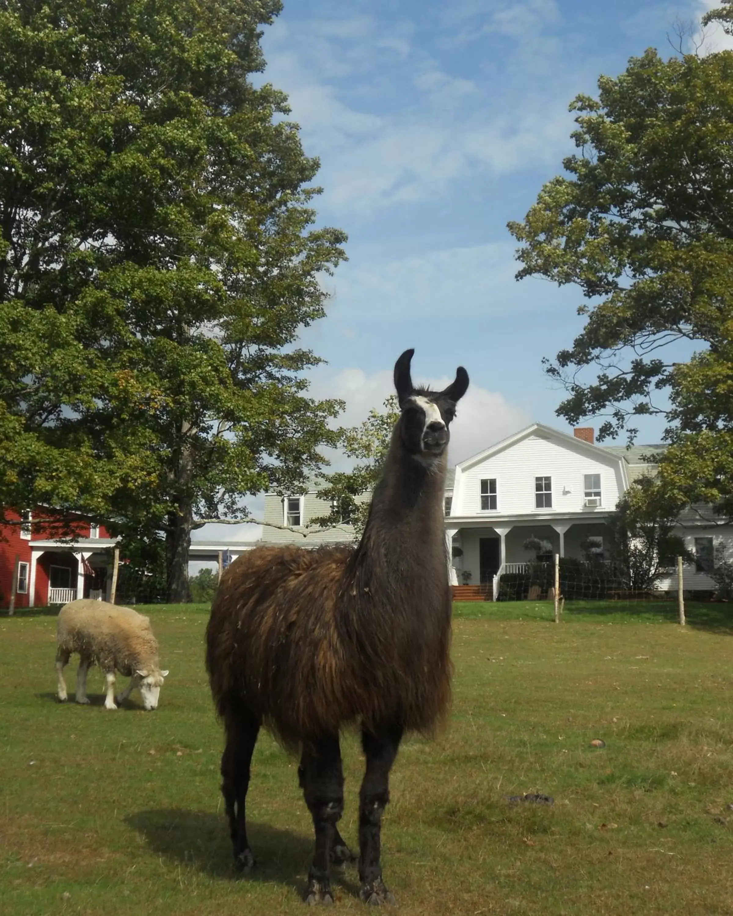 Animals, Other Animals in Maple Hill Farm Inn