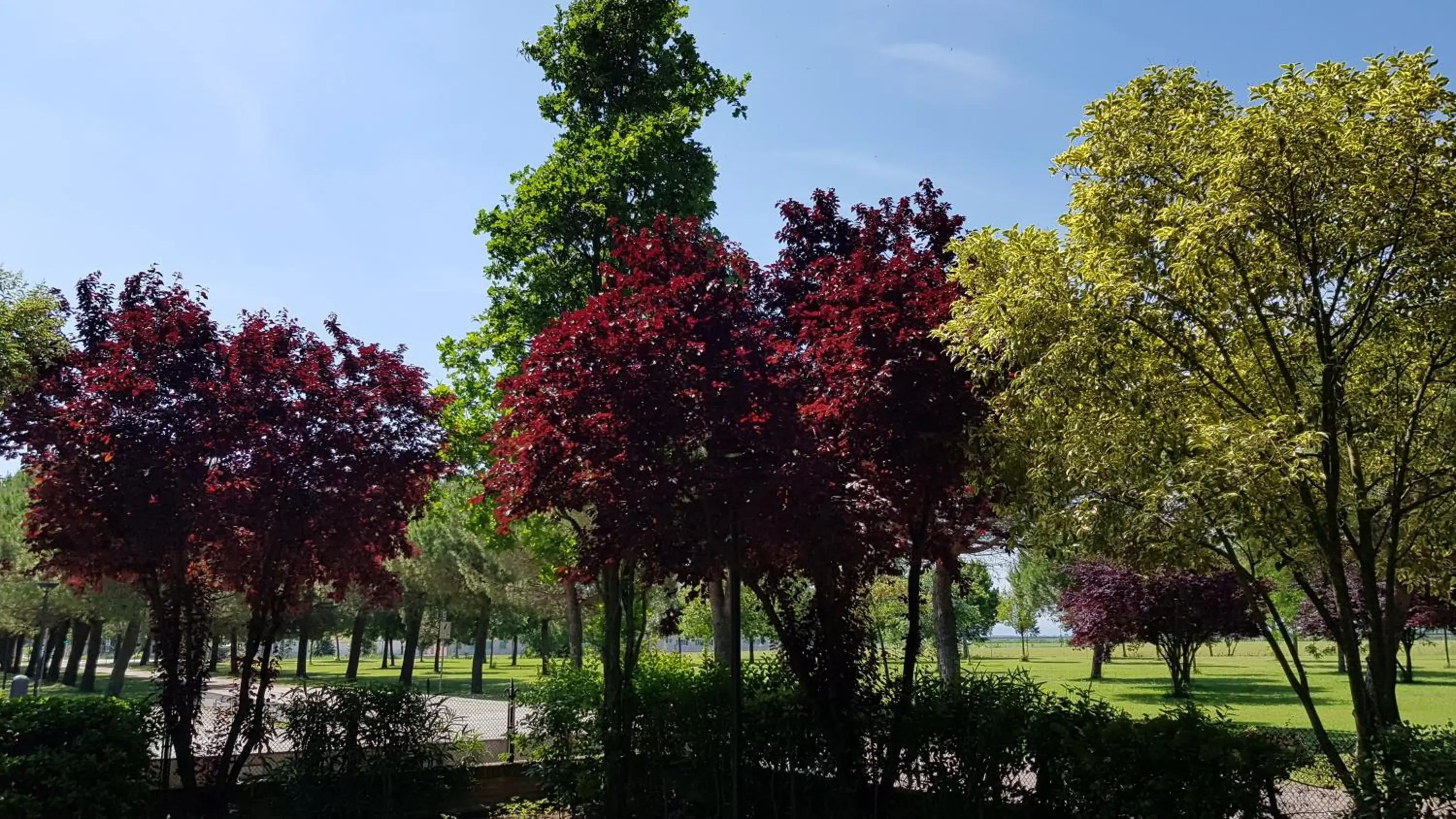 Garden in Hotel Classensis