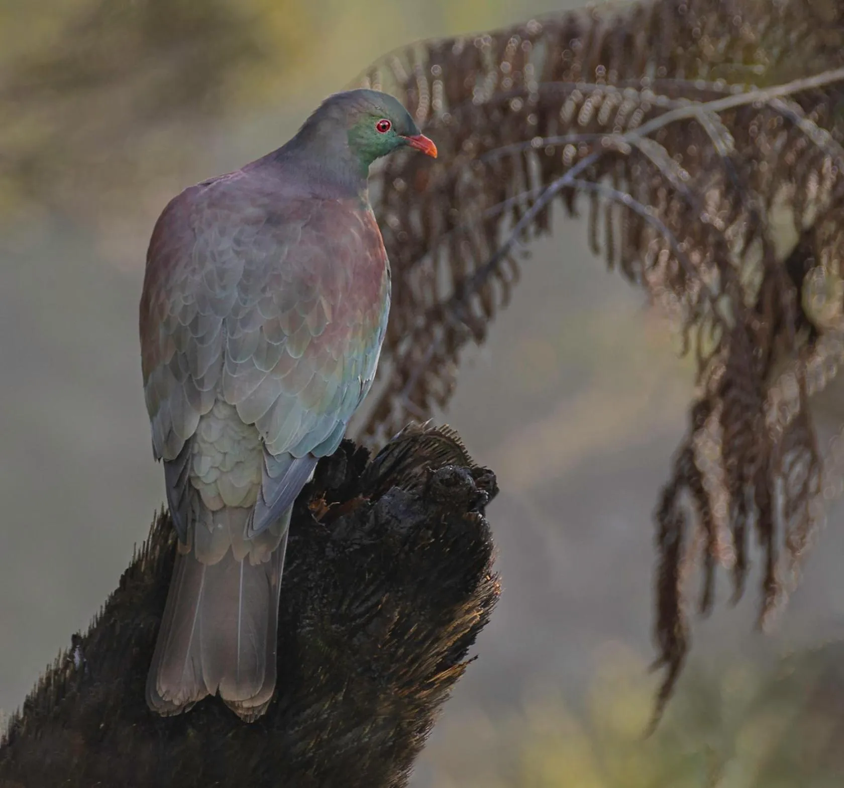Animals in Maison de Rose