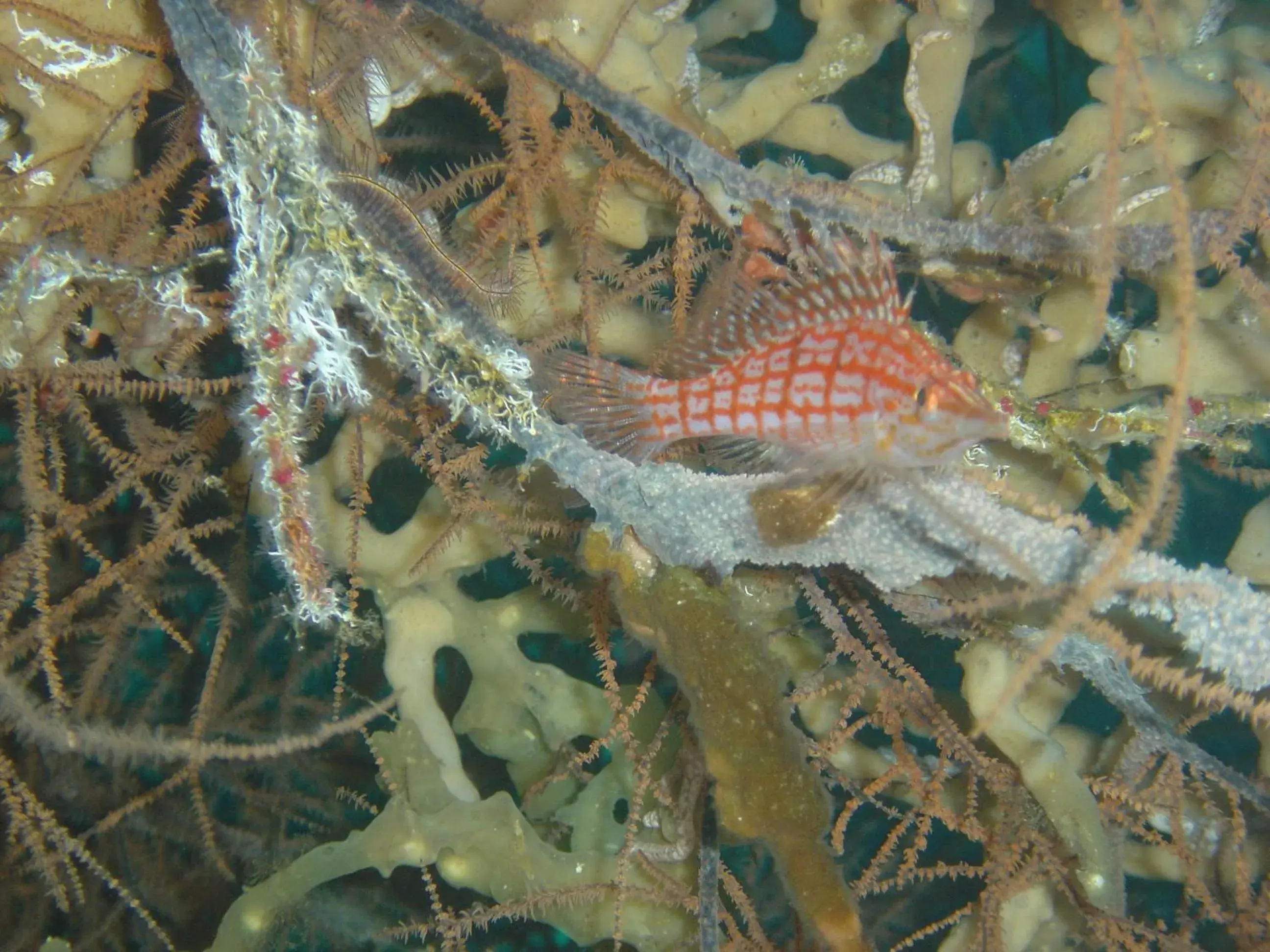 Diving, Other Animals in Mangoes Place