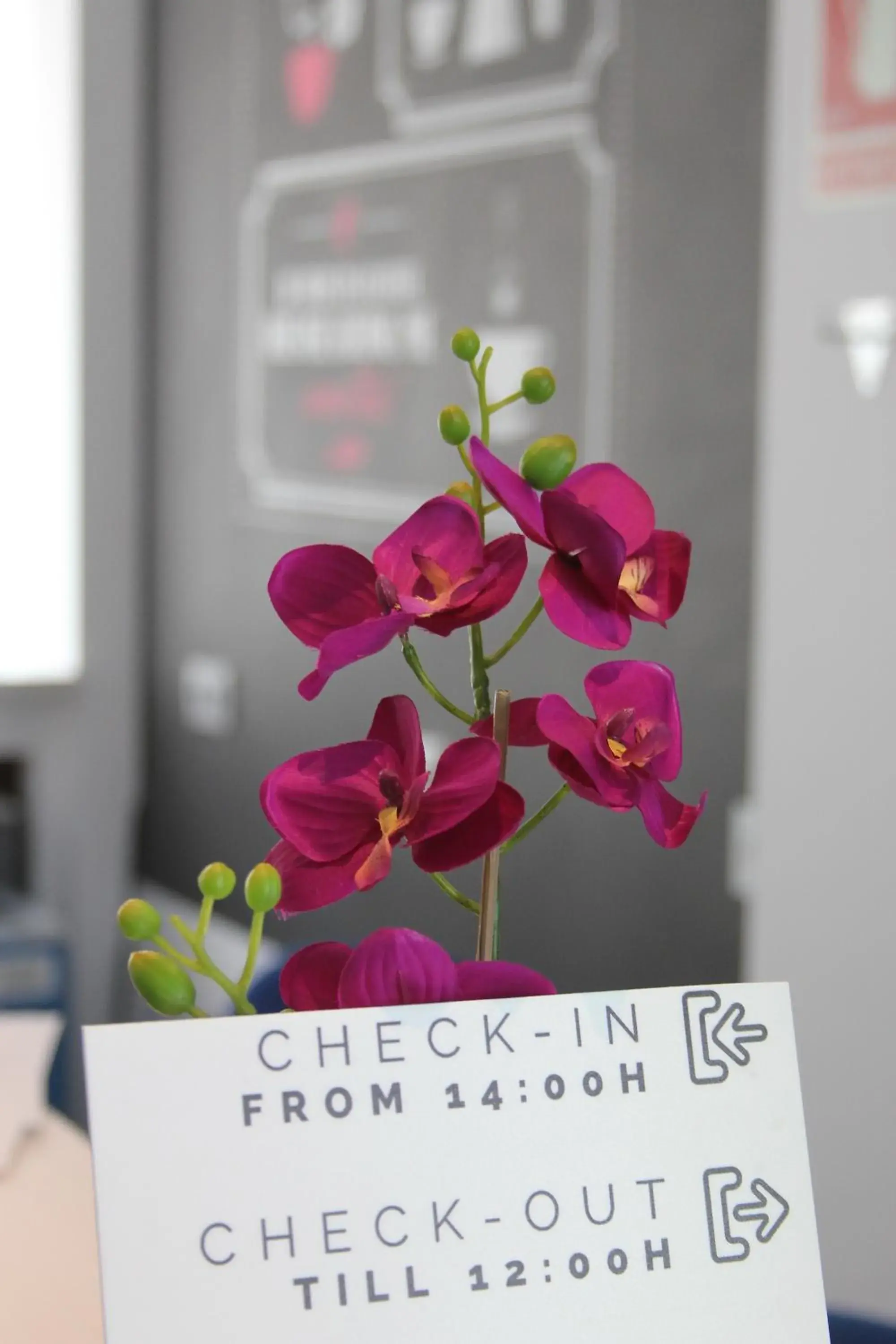 Lobby or reception in Chameleon Youth Hostel Alicante Lobby or reception in Chameleon Youth Hostel Alicante