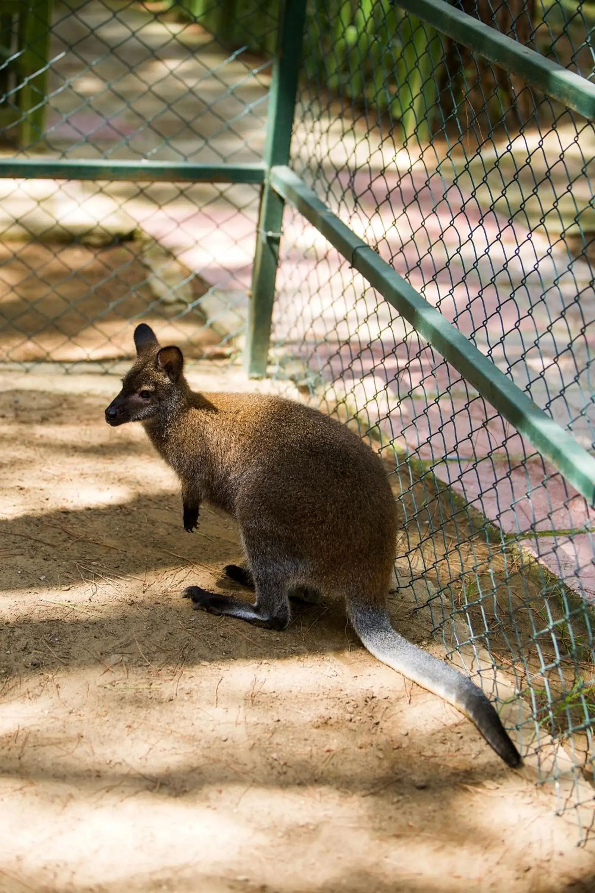 Pets, Other Animals in Bellis Deluxe Hotel