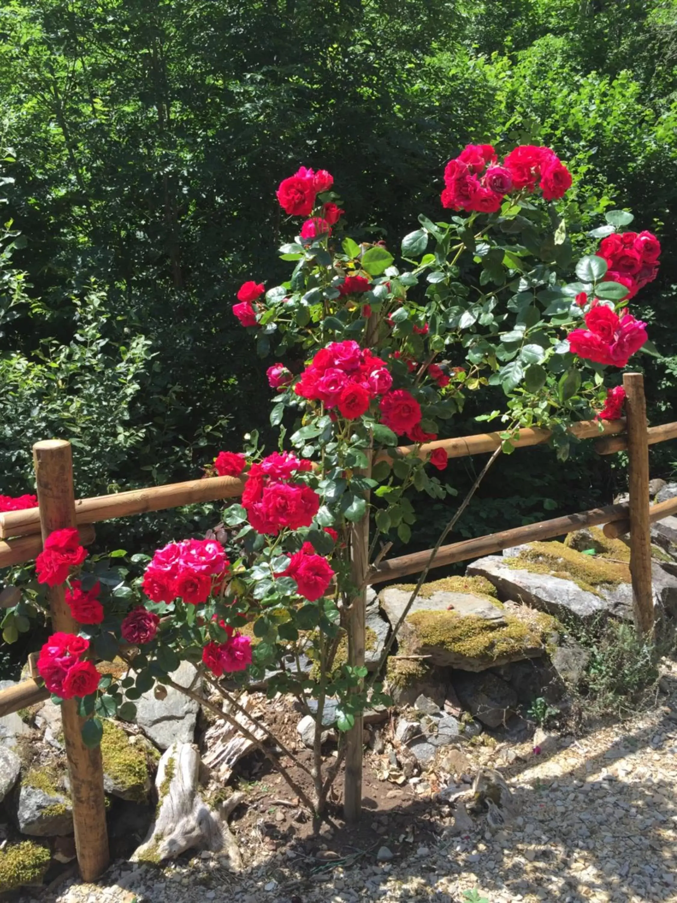 Spring, Garden in Chambres et table d'hôtes Le Lepadou-Bas