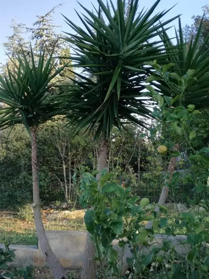 Garden in Le Dimore Del Sarto rooms