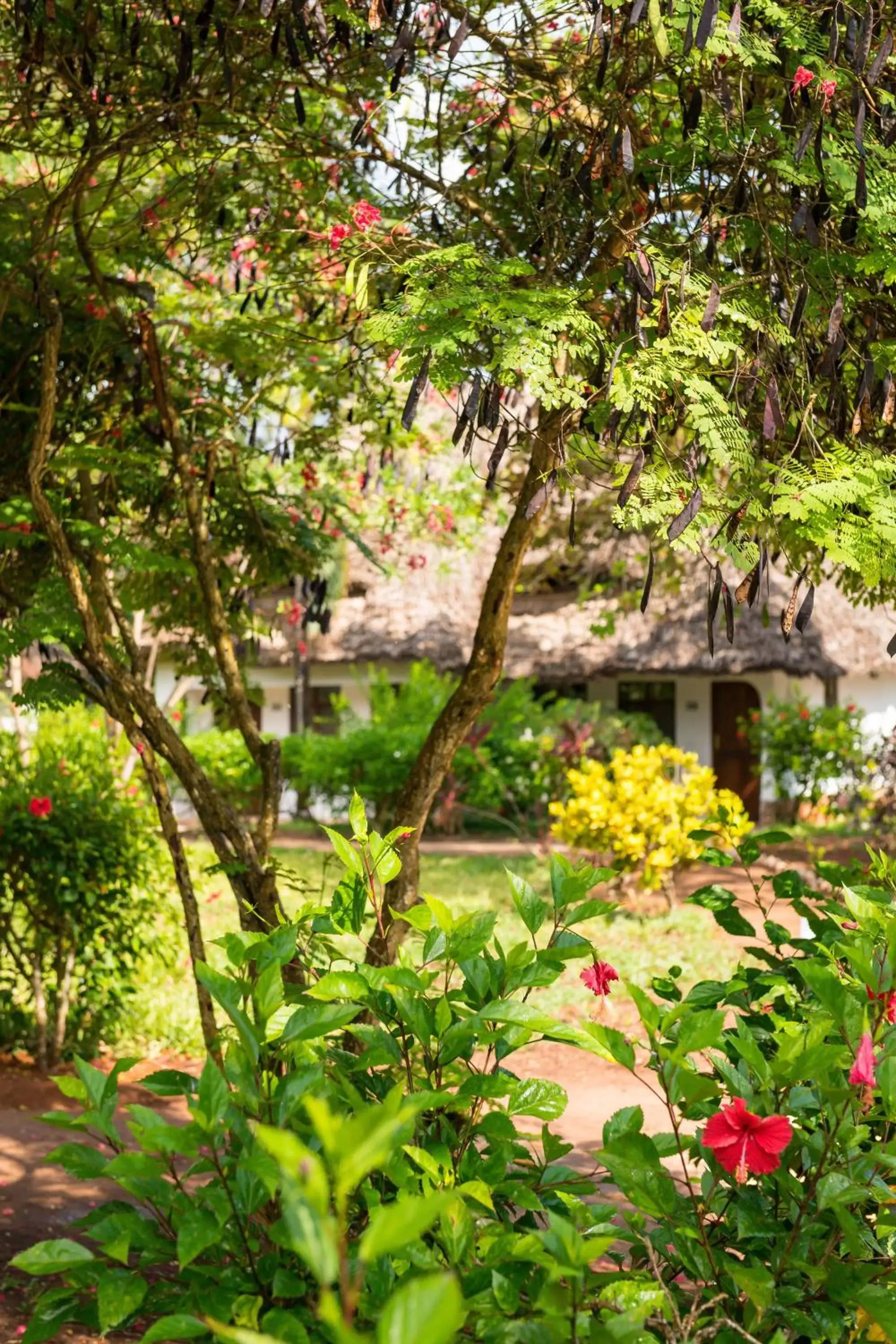 Other, Garden in Sandies Baobab Beach Zanzibar