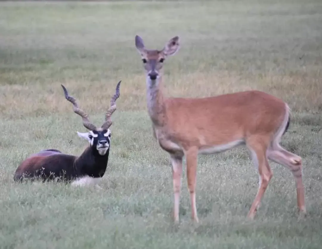 Other Animals in Flying L Ranch Resort