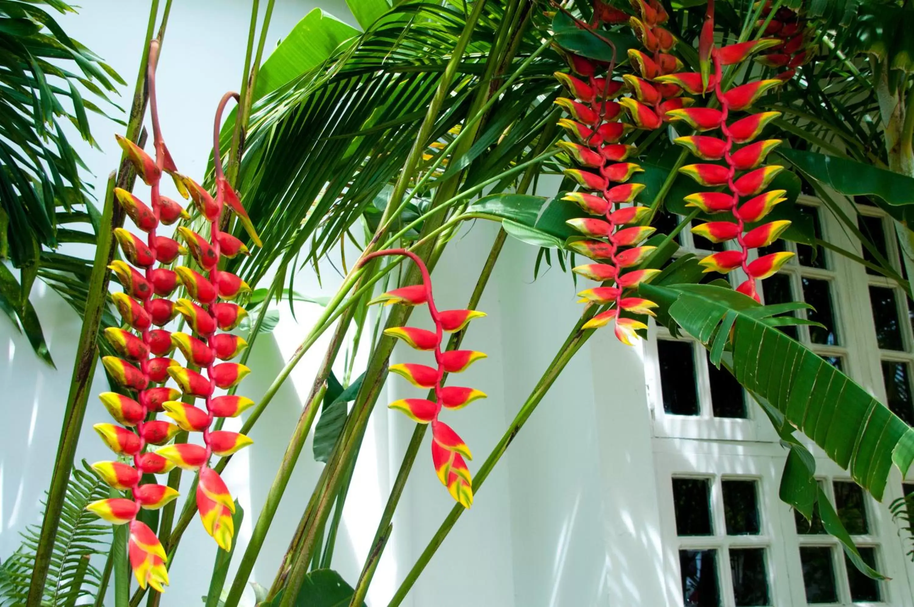 Garden in Negril Palms