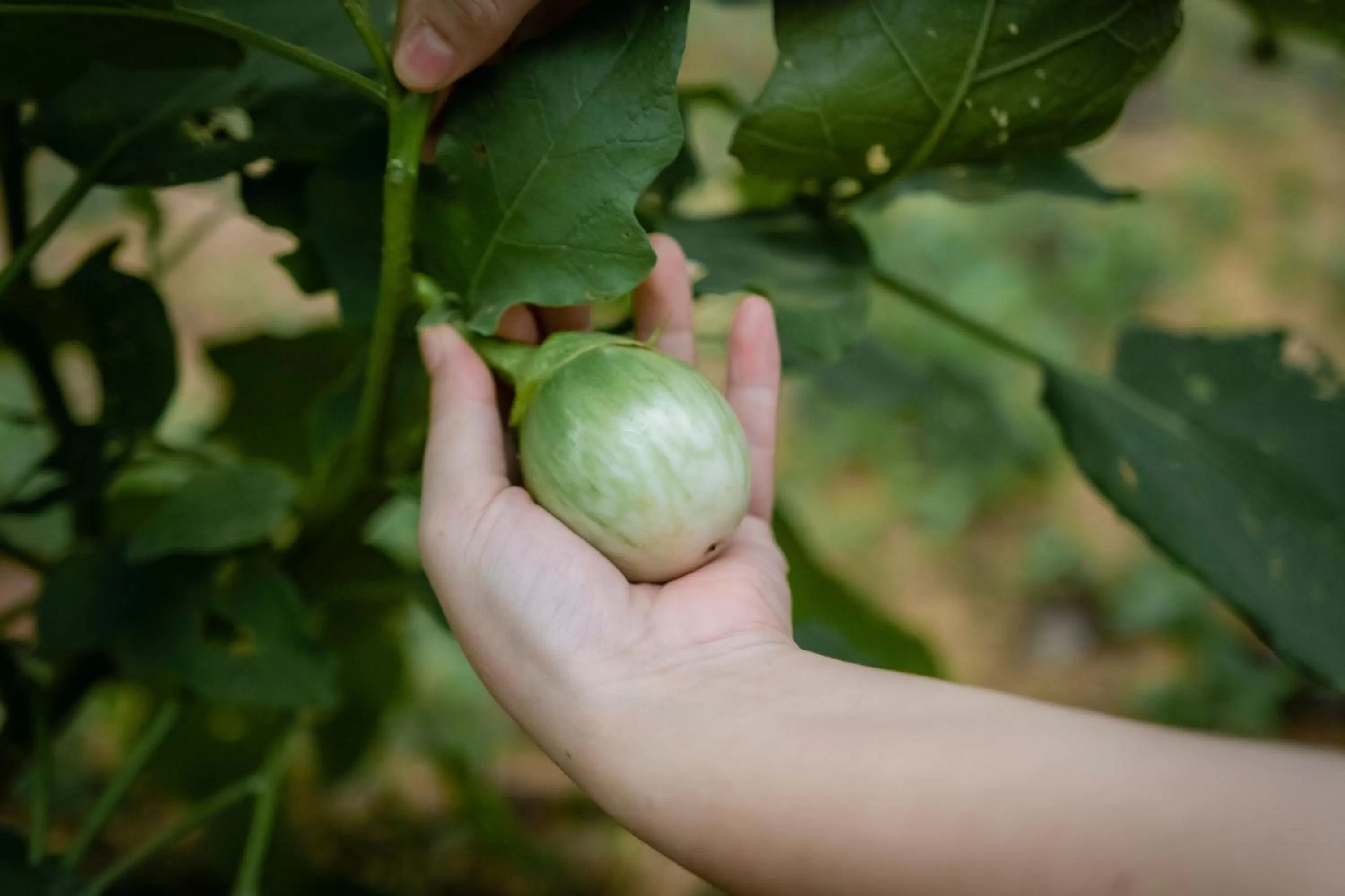 Garden in The Beach Natural Resort Koh Kood