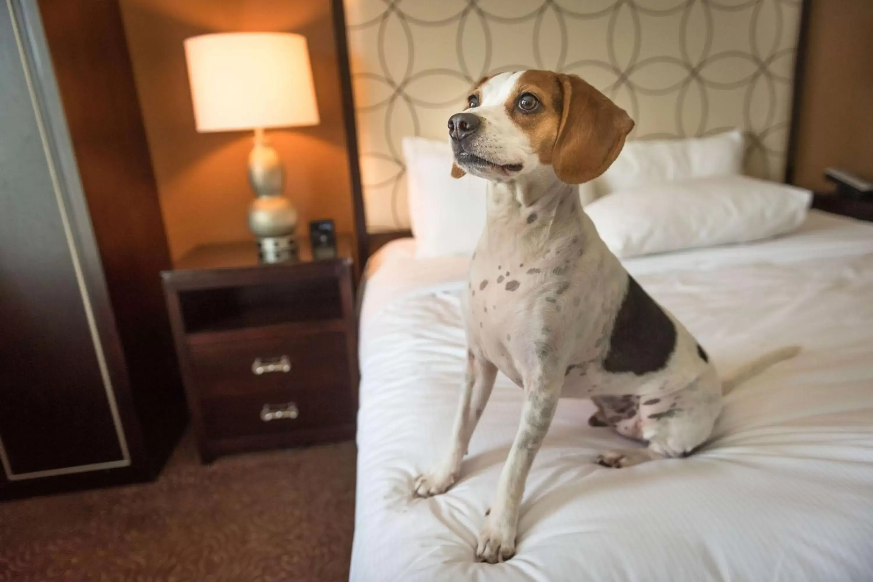 Bed, Pets in Hilton Baton Rouge Capitol Center