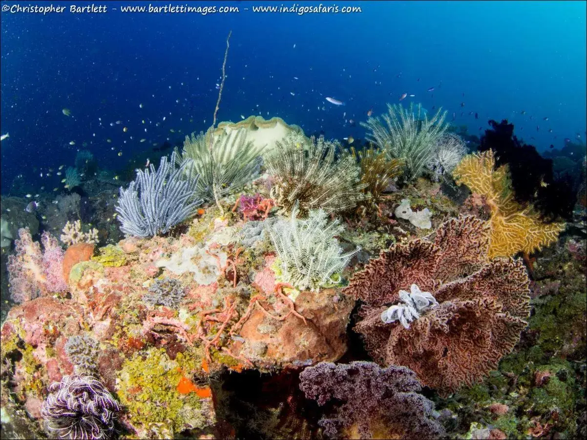 Diving in Punta Bulata White Beach Resort & Spa