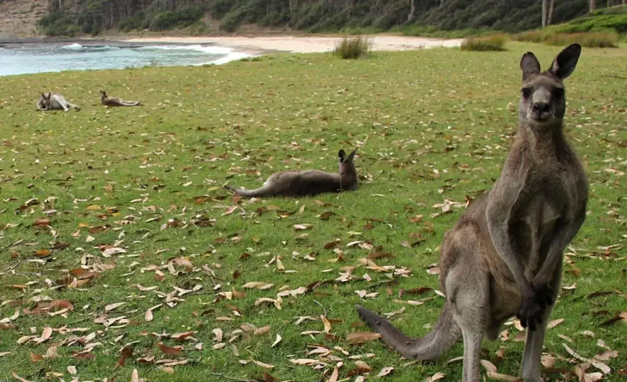 Activities, Other Animals in Araluen Motor Lodge