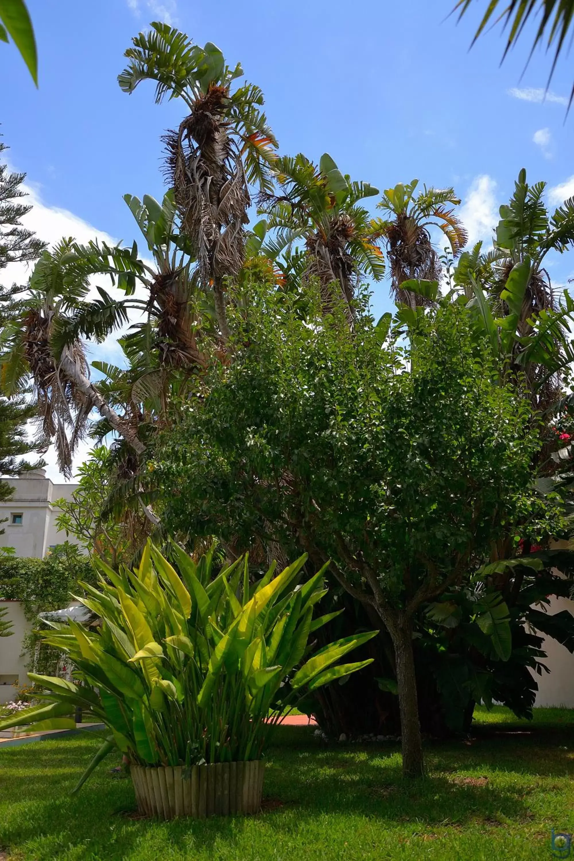 Garden in B&b Mondello Resort