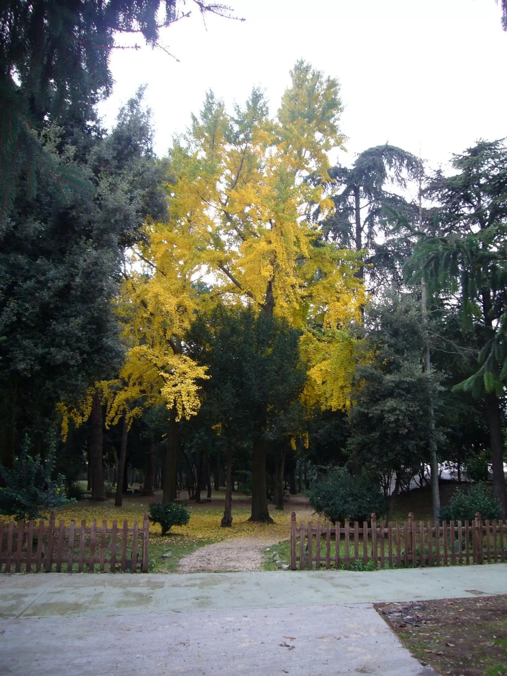 Garden in Villa Altieri