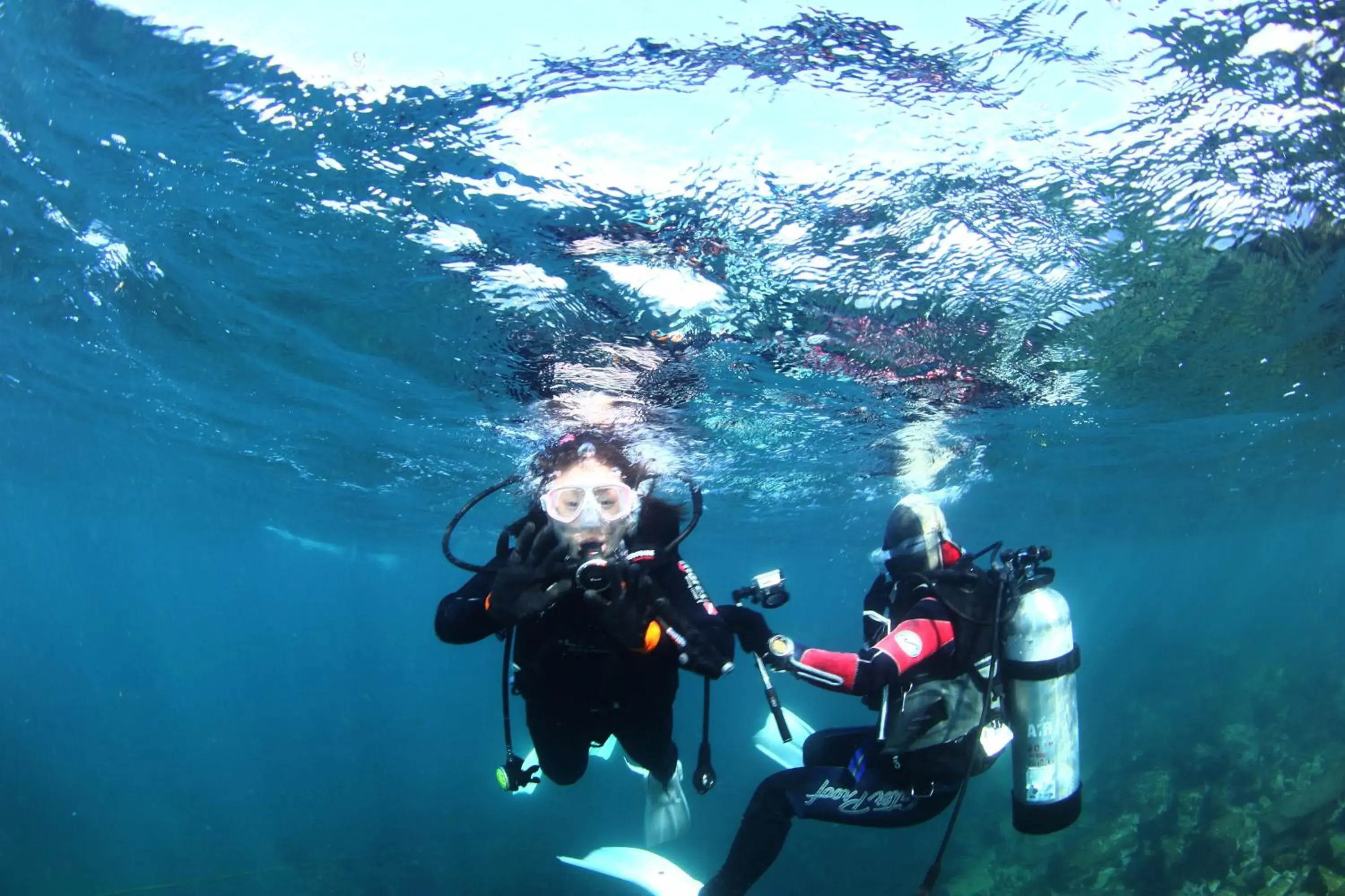 Diving, Snorkeling/Diving in Oceantree House