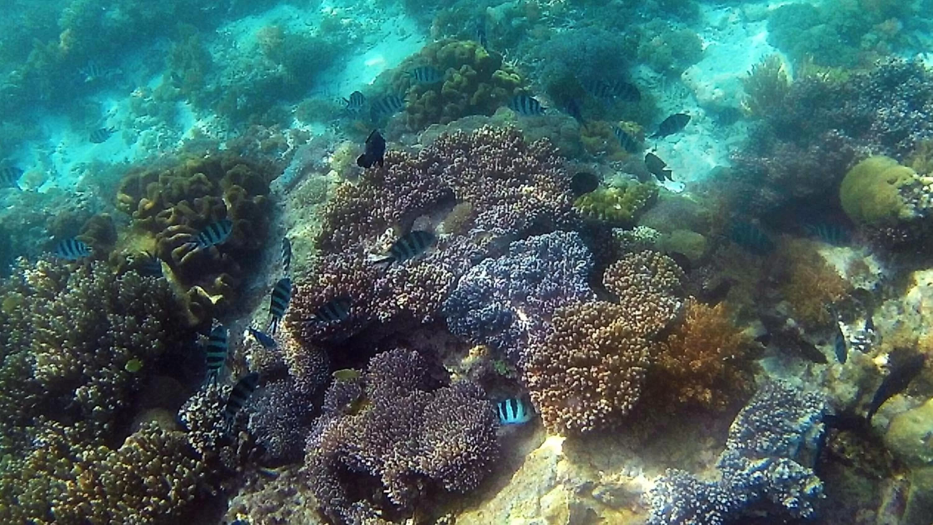 Aqua park in Sylvia Hotel & Resort Komodo