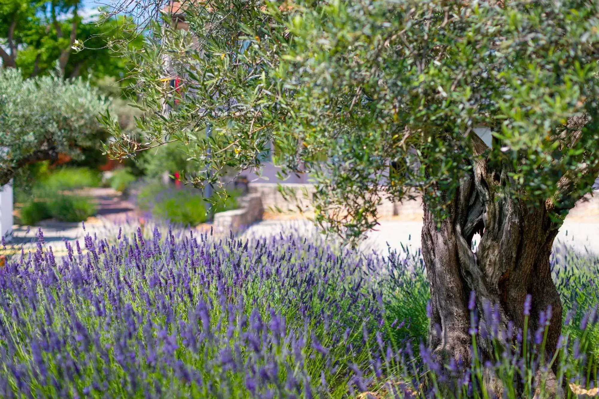 Garden in Terre de Provence Hôtel & Spa