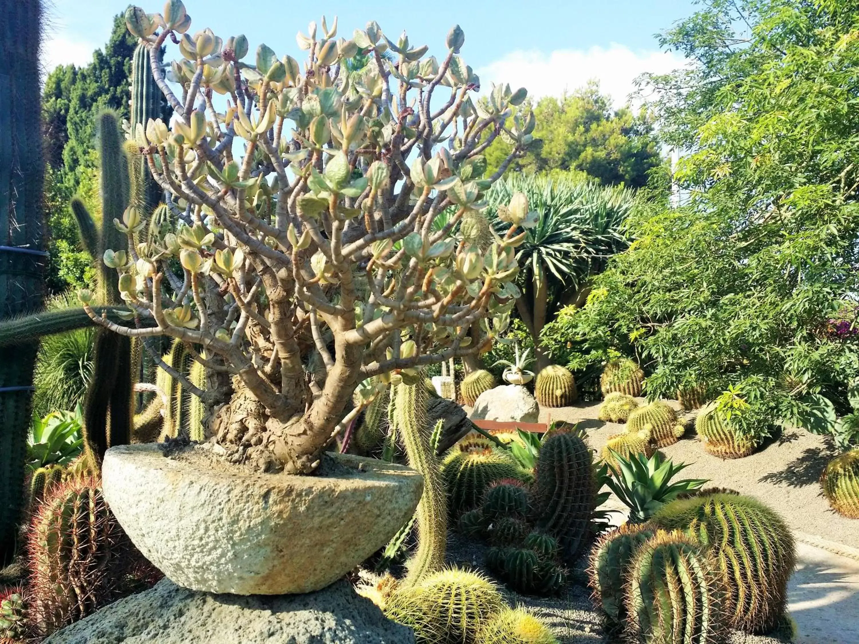 Garden in Villa Ravino Aparthotel