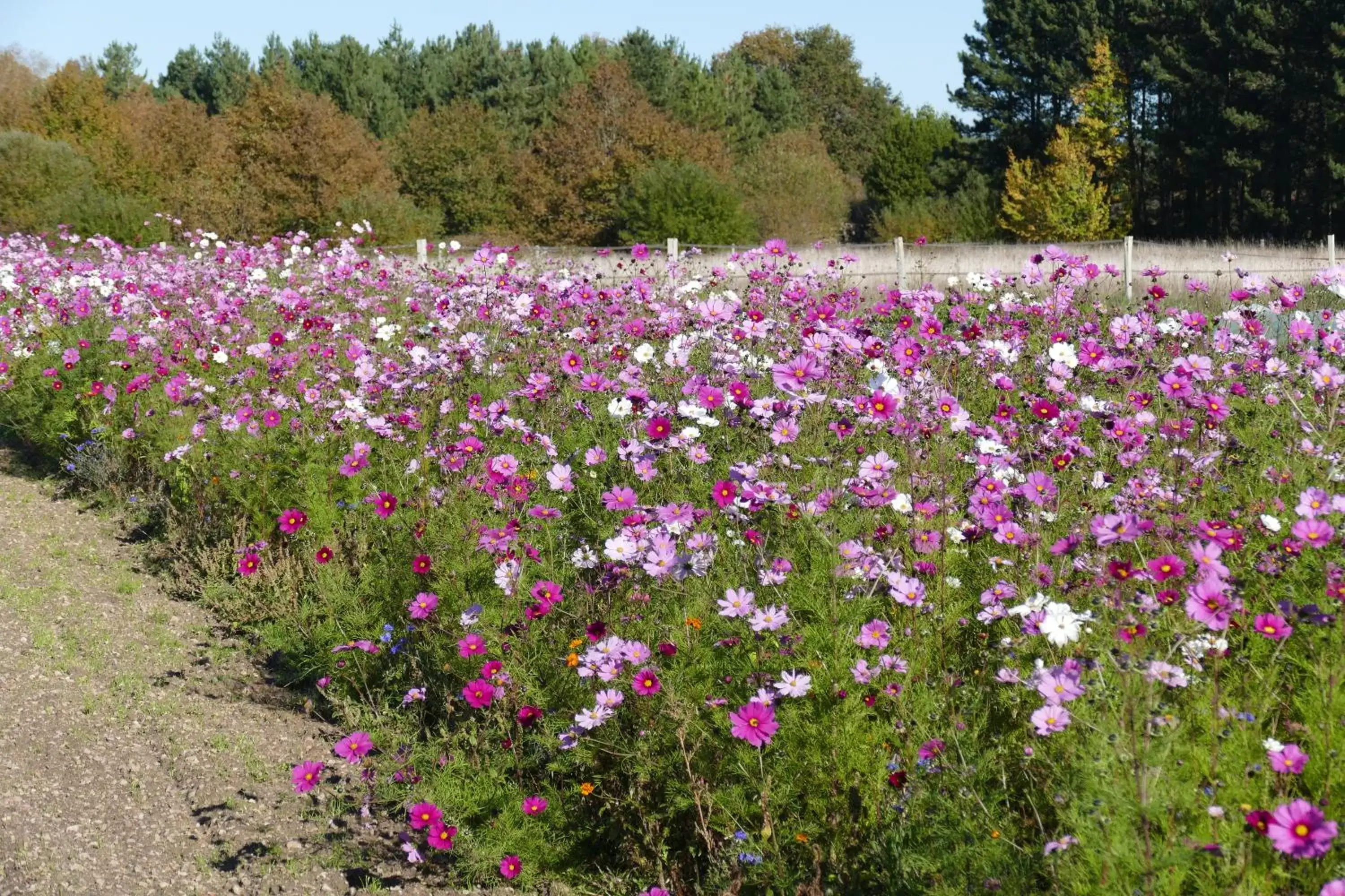 Spring in Le Clos des Perraudières