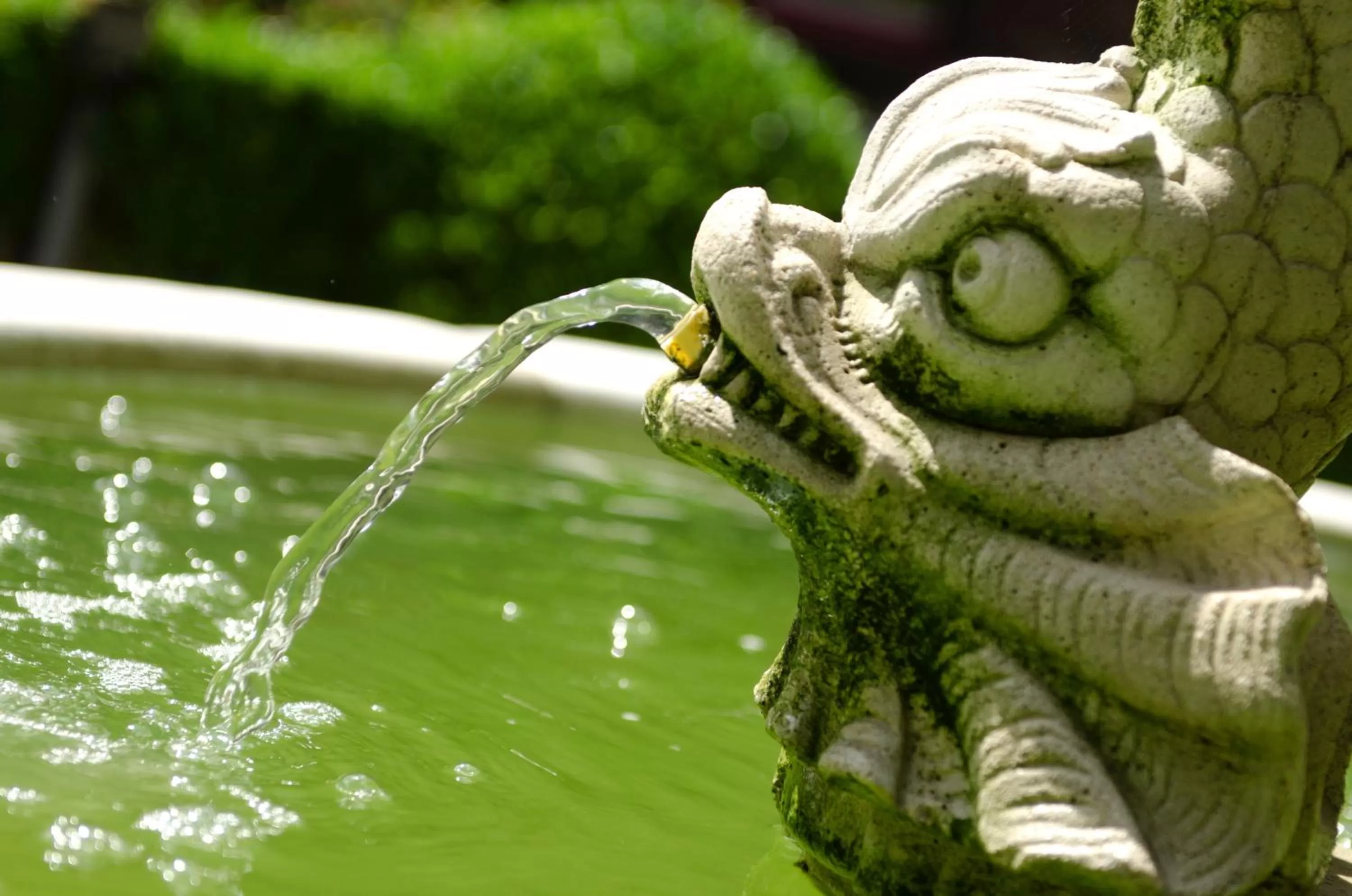 Garden in Hotel Jan Brito