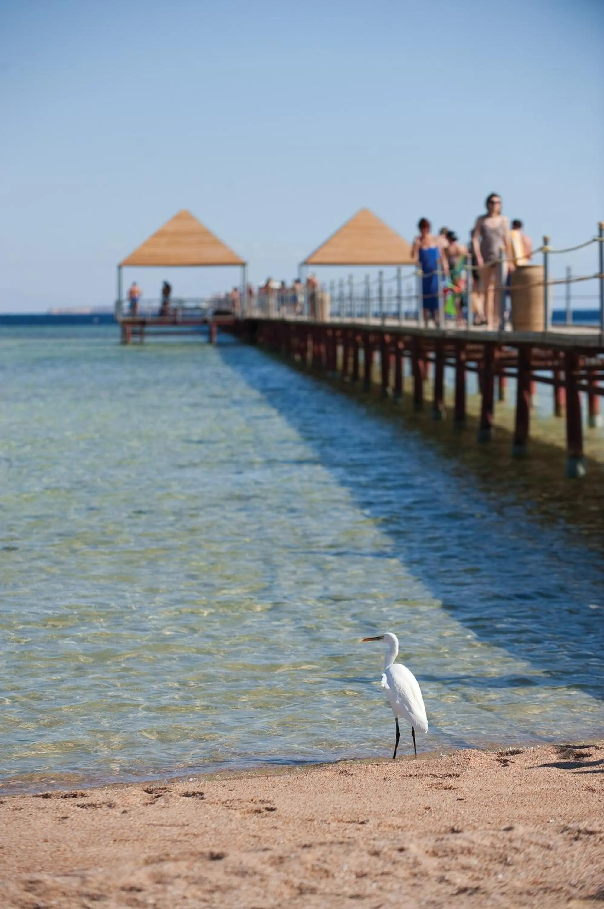 Beach in Amwaj Oyoun Resort