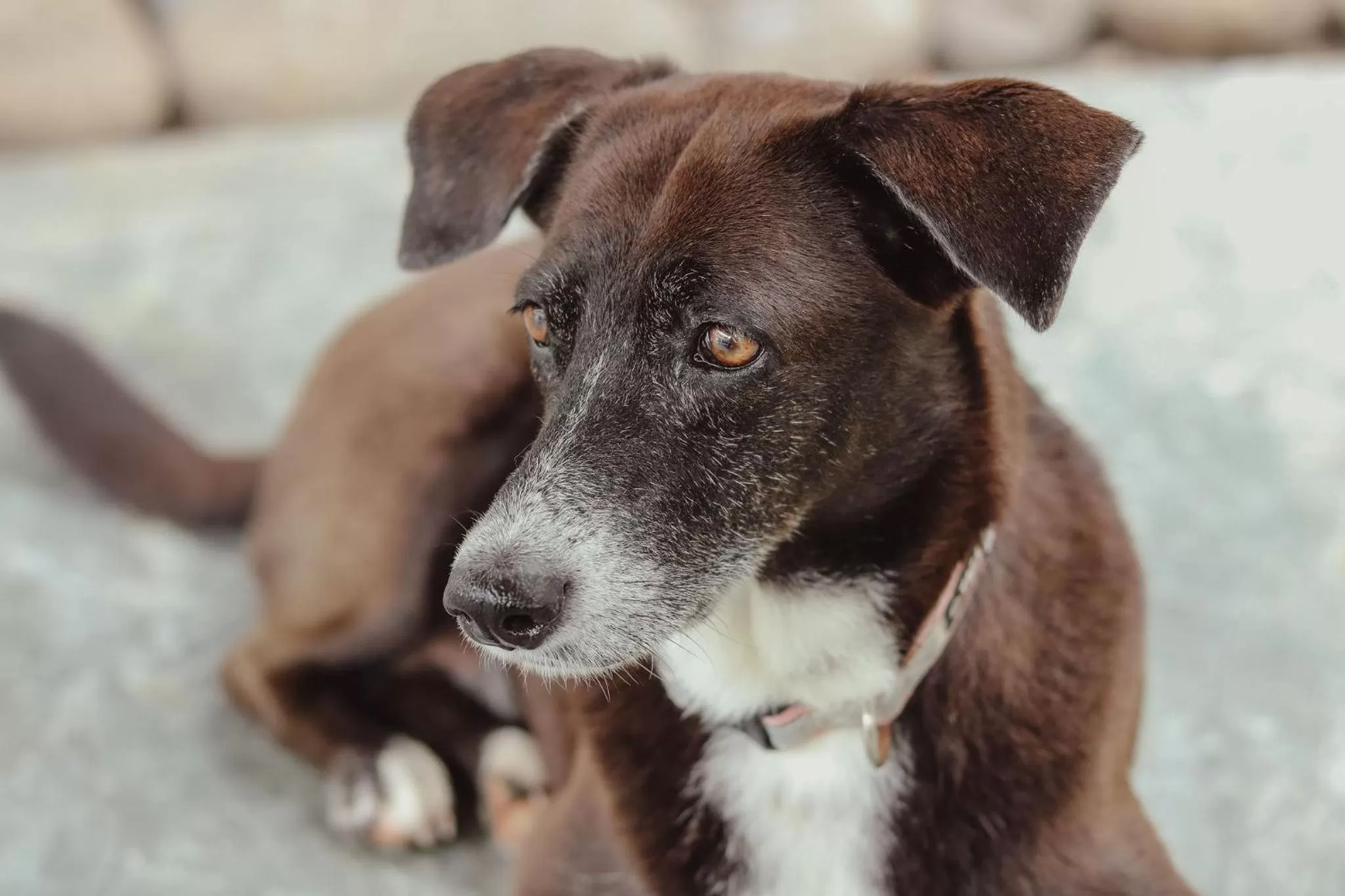 Pets in Tamarindo Bay Boutique Hotel, Apartments & Suites