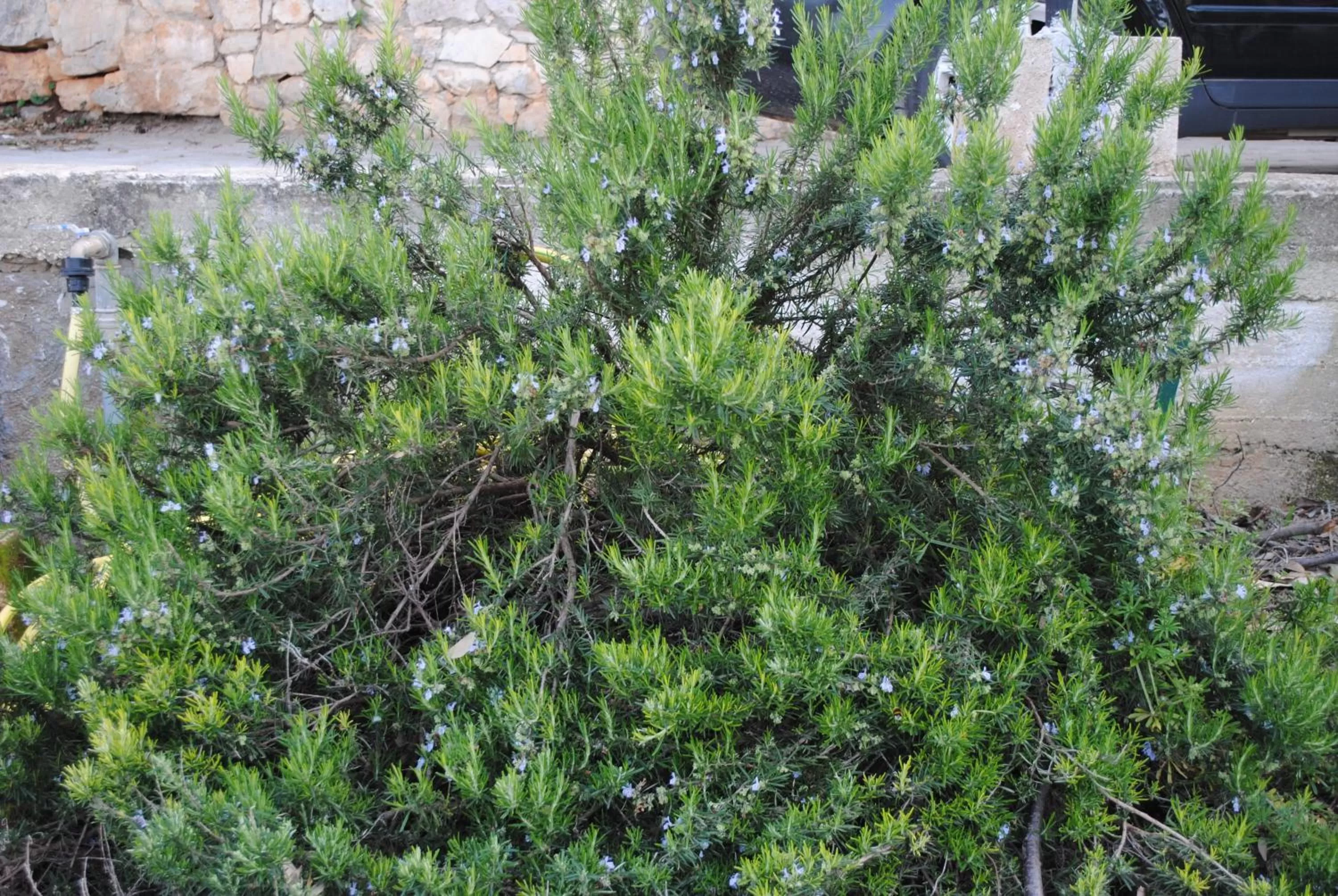 Garden in Le Dimore Del Sarto Polignano a mare