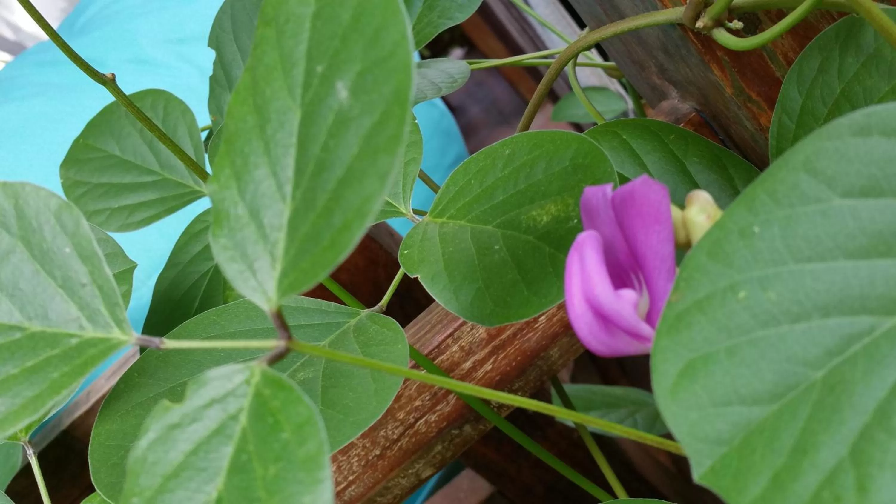 Decorative detail in Villas Light House - Eco-Traditional Joglo