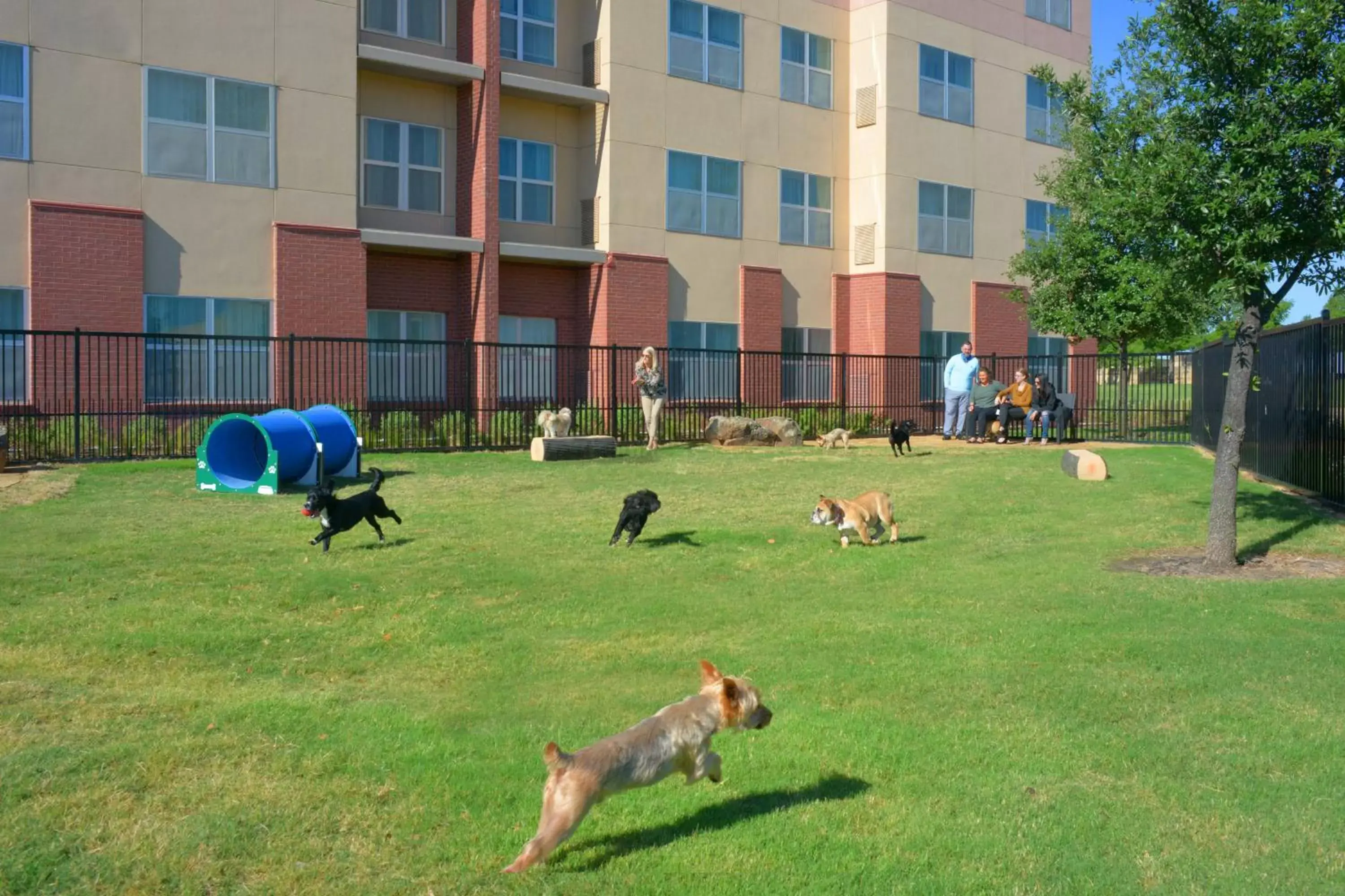 Other, Pets in Residence Inn by Marriott Dallas Plano The Colony